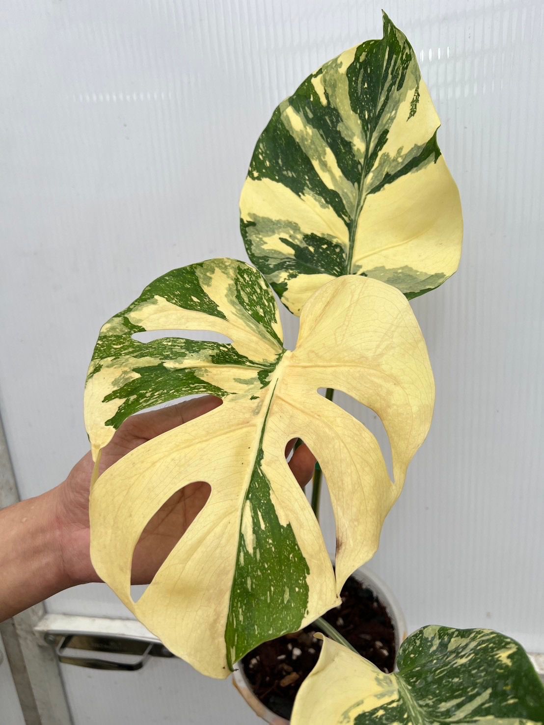 Creme Brulee Monstera Roots in Moss - Rare, get Similar - 🪴 Voelk Art & Plants Inc 🪴