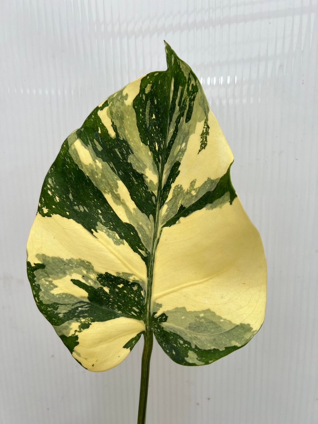 Creme Brulee Monstera Roots in Moss - Rare, get Similar - 🪴 Voelk Art & Plants Inc 🪴