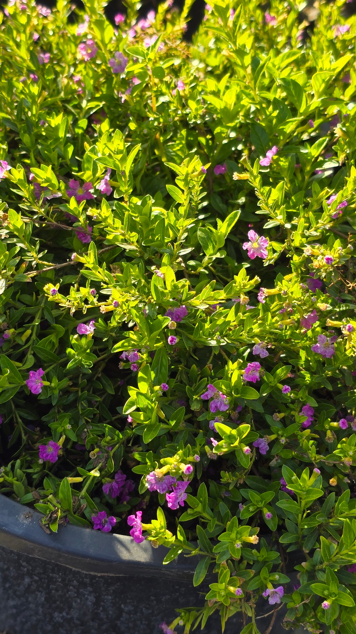 Cuphea hyssopifolia 5 gallon pot - Get similar - 🪴 Voelk Art & Plants Inc 🪴