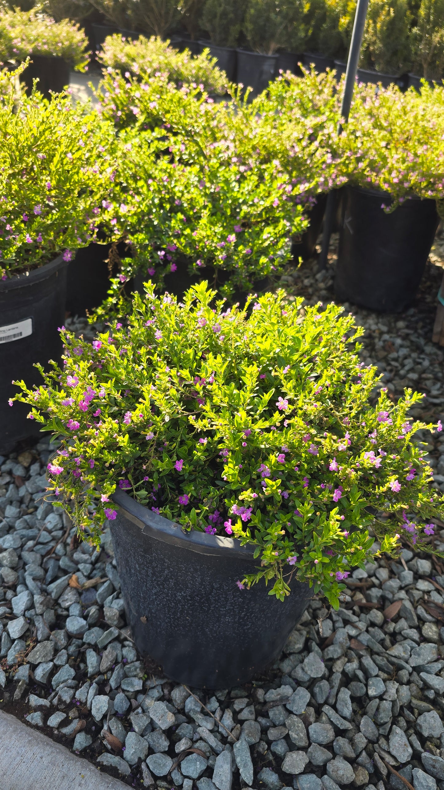 Cuphea hyssopifolia 5 gallon pot - Get similar - 🪴 Voelk Art & Plants Inc 🪴