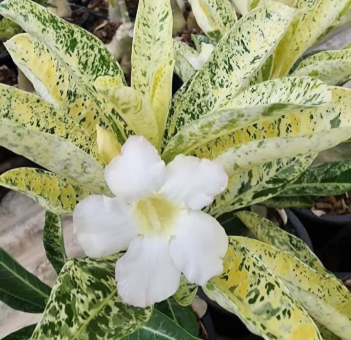 Desert Rose Adenium obesum Variegated - Root in moss/planted - Get similar as picture - 🪴 Voelk Art & Plants Inc 🪴
