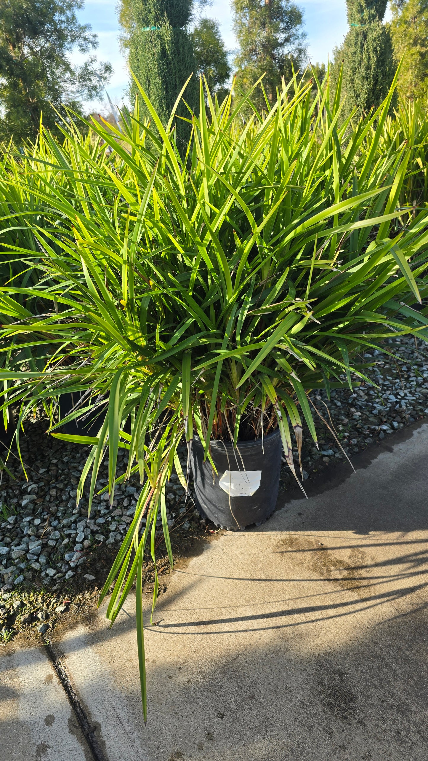 Dianella caerulea 'Little Becca on 5 gallon pot - Get similar - 🪴 Voelk Art & Plants Inc 🪴