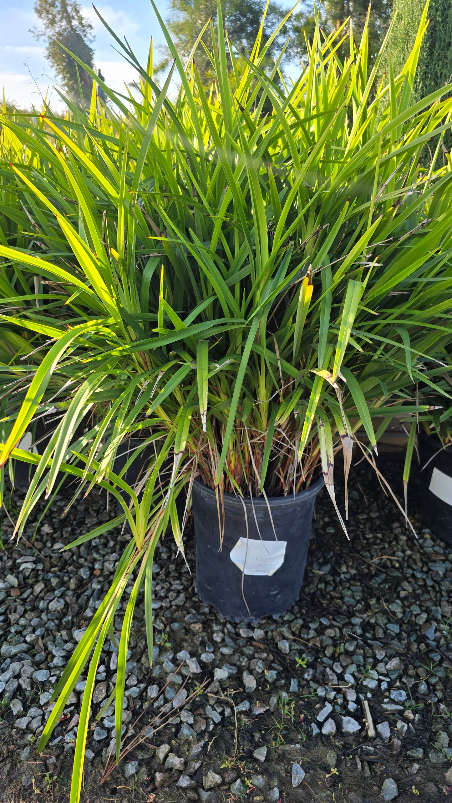 Dianella caerulea 'Little Becca on 5 gallon pot - Get similar - 🪴 Voelk Art & Plants Inc 🪴