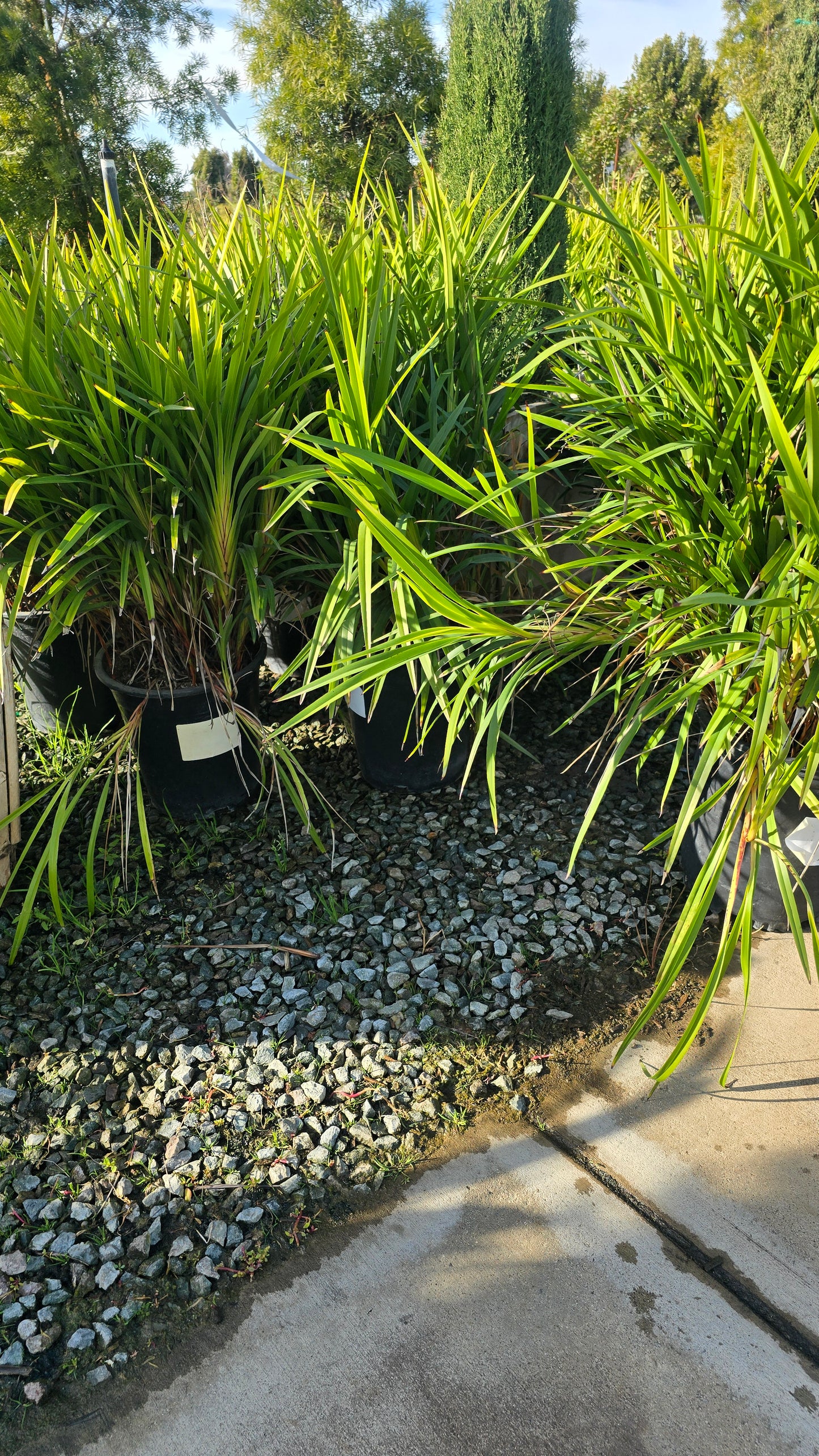 Dianella caerulea 'Little Becca on 5 gallon pot - Get similar - 🪴 Voelk Art & Plants Inc 🪴