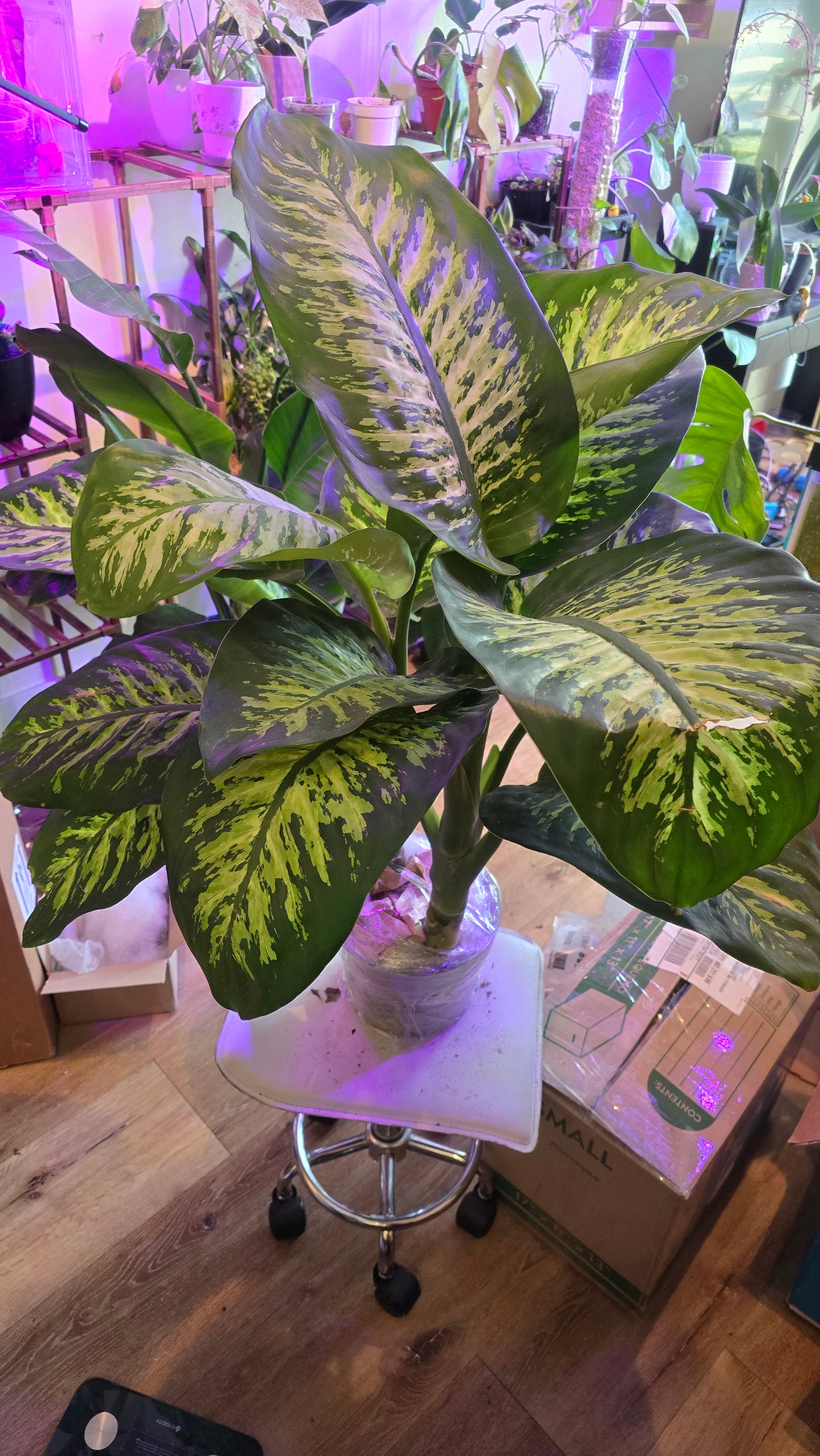 Dieffenbachia Dumb Cane Indoor Plant Air Purifier 3.5ft in 8 inch pot- Get similar - 🪴 Voelk Art & Plants Inc 🪴