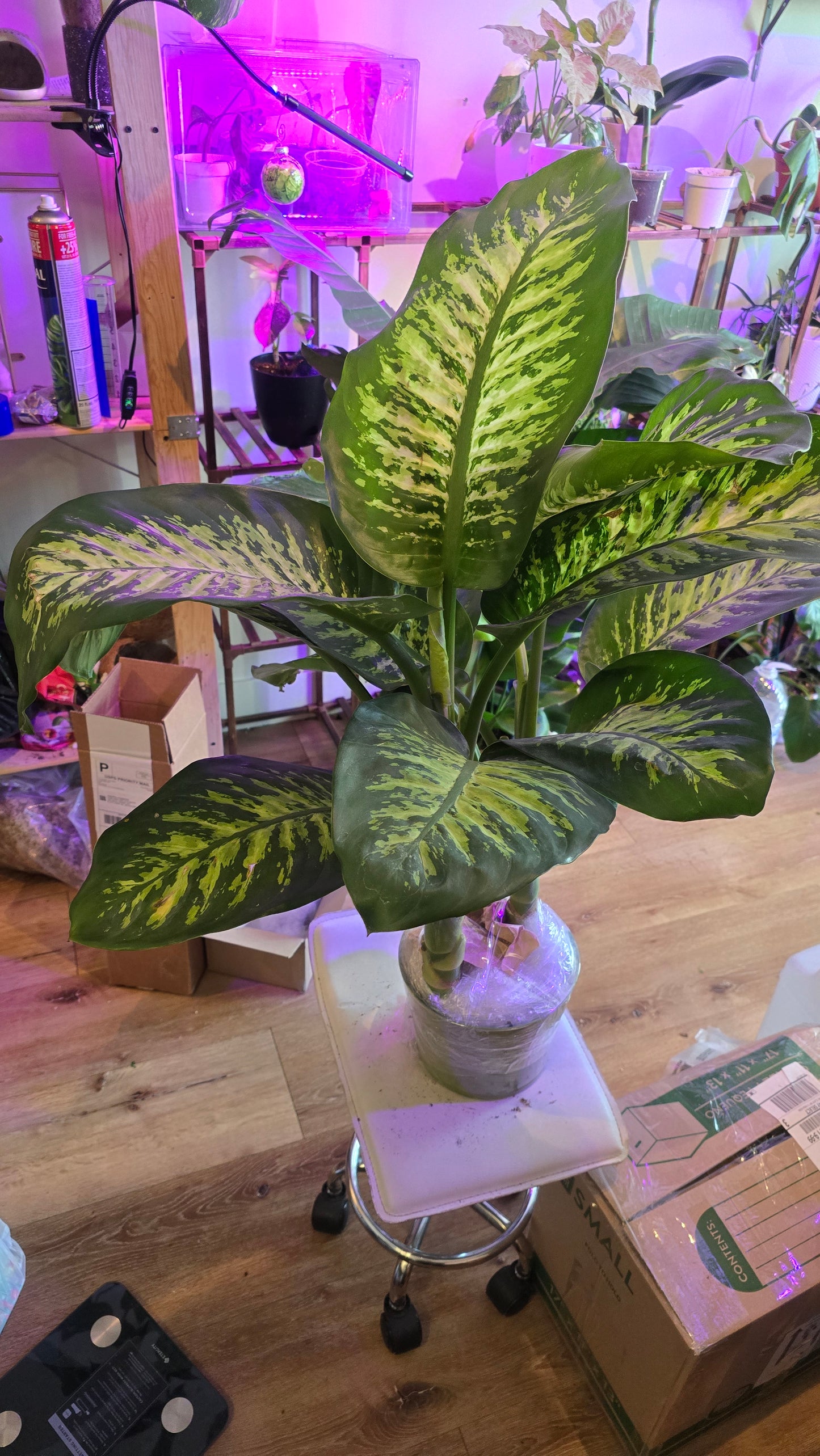 Dieffenbachia Dumb Cane Indoor Plant Air Purifier 3.5ft in 8 inch pot- Get similar - 🪴 Voelk Art & Plants Inc 🪴