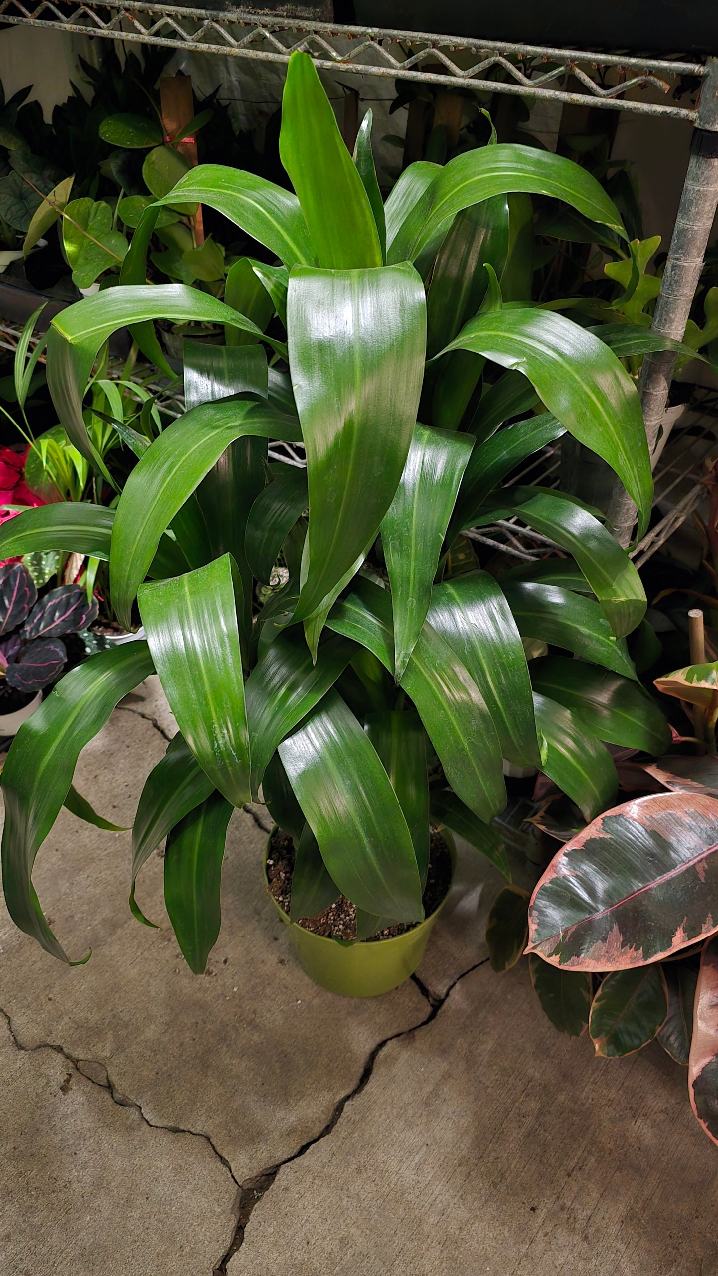 Dracaena Lisa Fragans Green on 8 inch pot, Get similar - 🪴 Voelk Art & Plants Inc 🪴