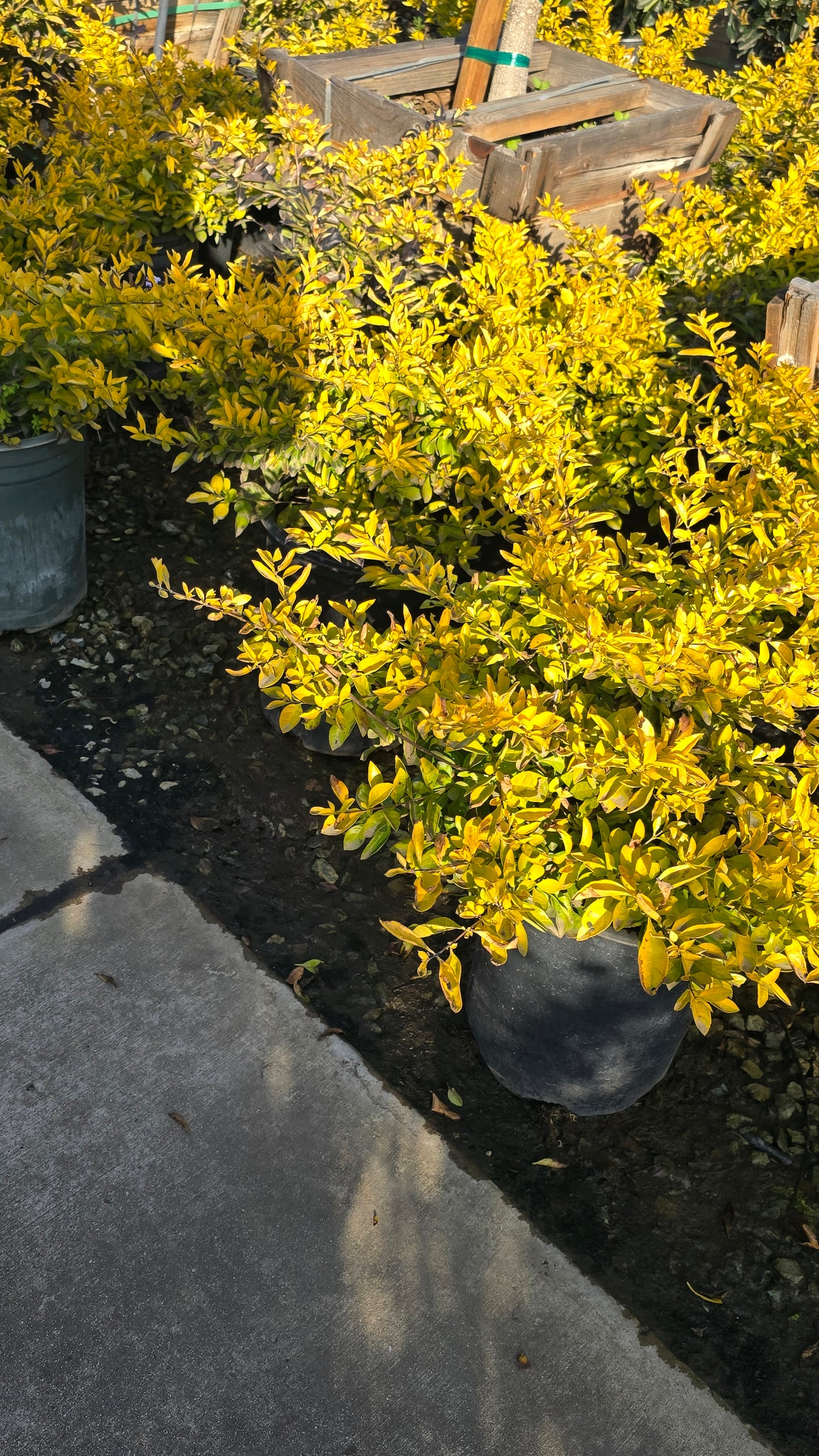 Duranta erecta 'Golden'in 5 gallon pot - Get similar - 🪴 Voelk Art & Plants Inc 🪴