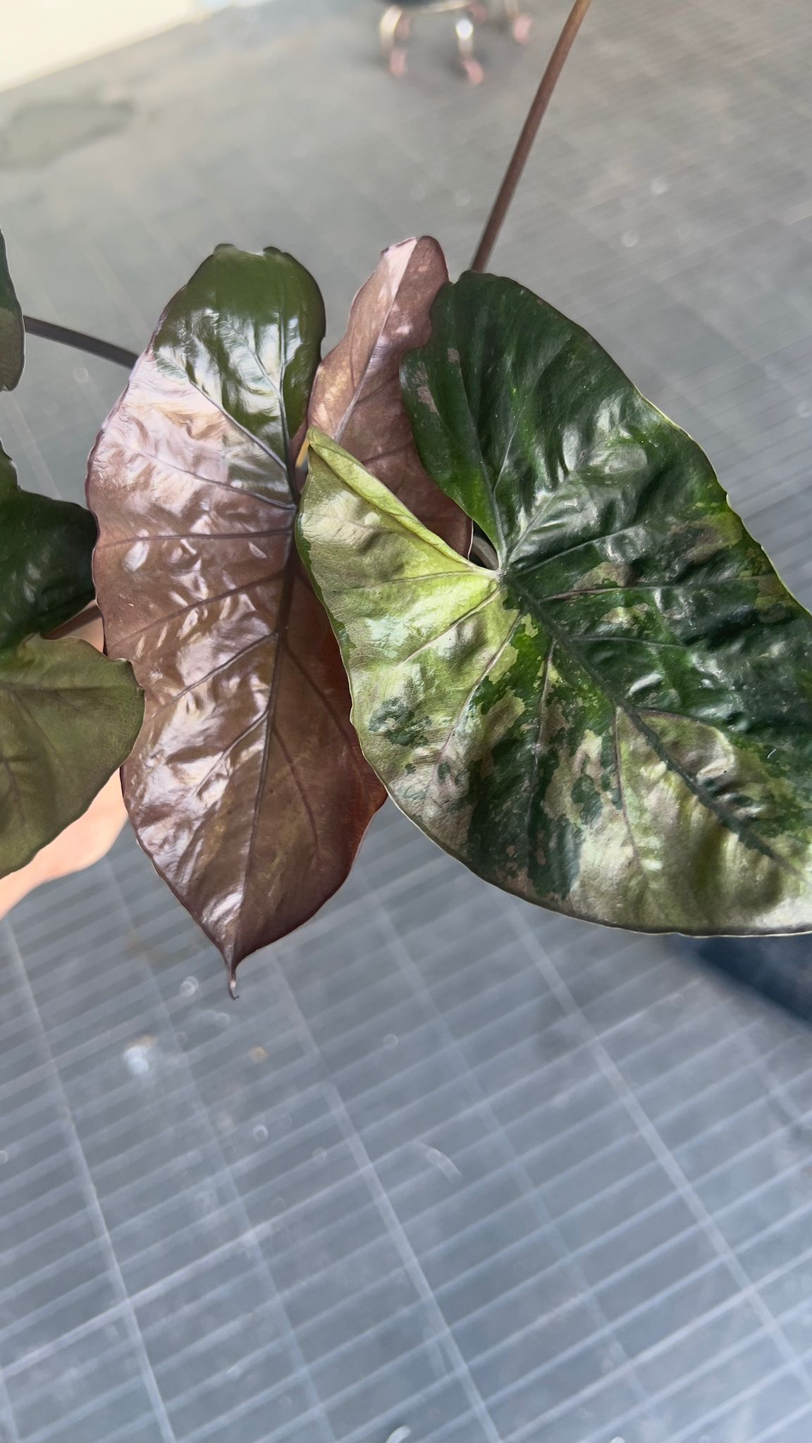 (EPUG-62)Root in moss 3+ leaves - Alocasia 'Serendipity' Variegated Rare Plant- Get Similar - 🪴 Voelk Art & Plants Inc 🪴