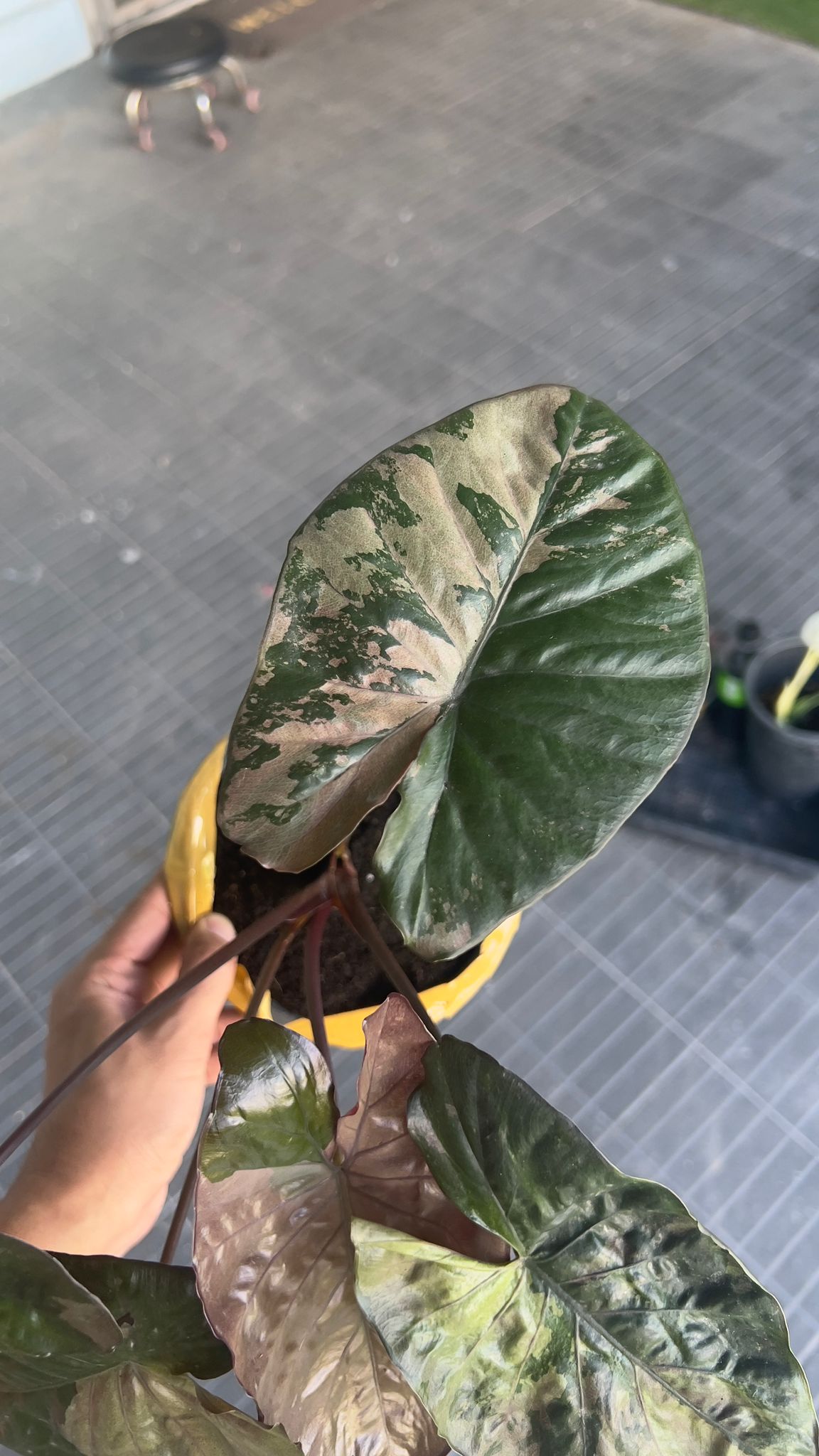 (EPUG-62)Root in moss 3+ leaves - Alocasia 'Serendipity' Variegated Rare Plant- Get Similar - 🪴 Voelk Art & Plants Inc 🪴