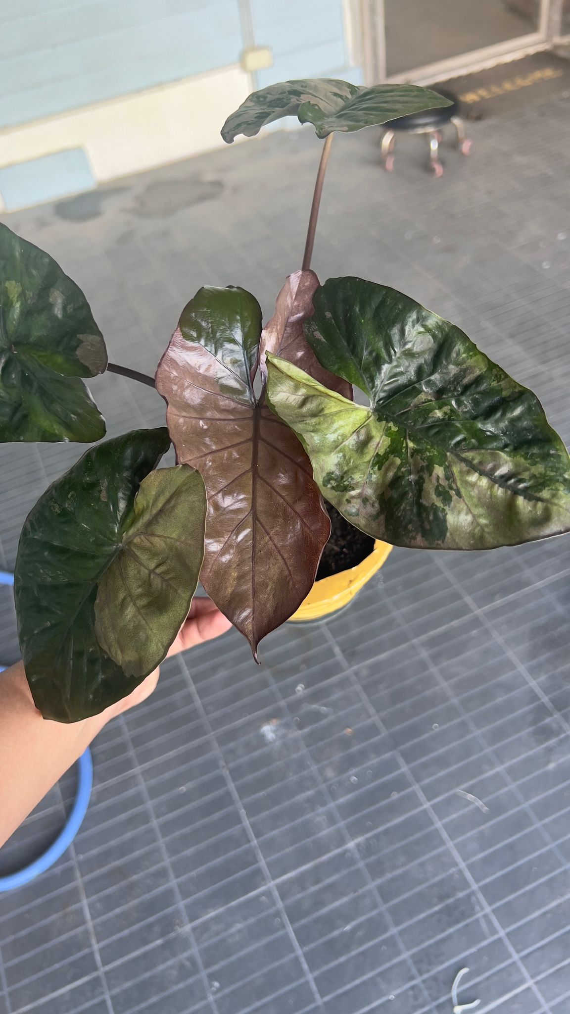 (EPUG-62)Root in moss 3+ leaves - Alocasia 'Serendipity' Variegated Rare Plant- Get Similar - 🪴 Voelk Art & Plants Inc 🪴