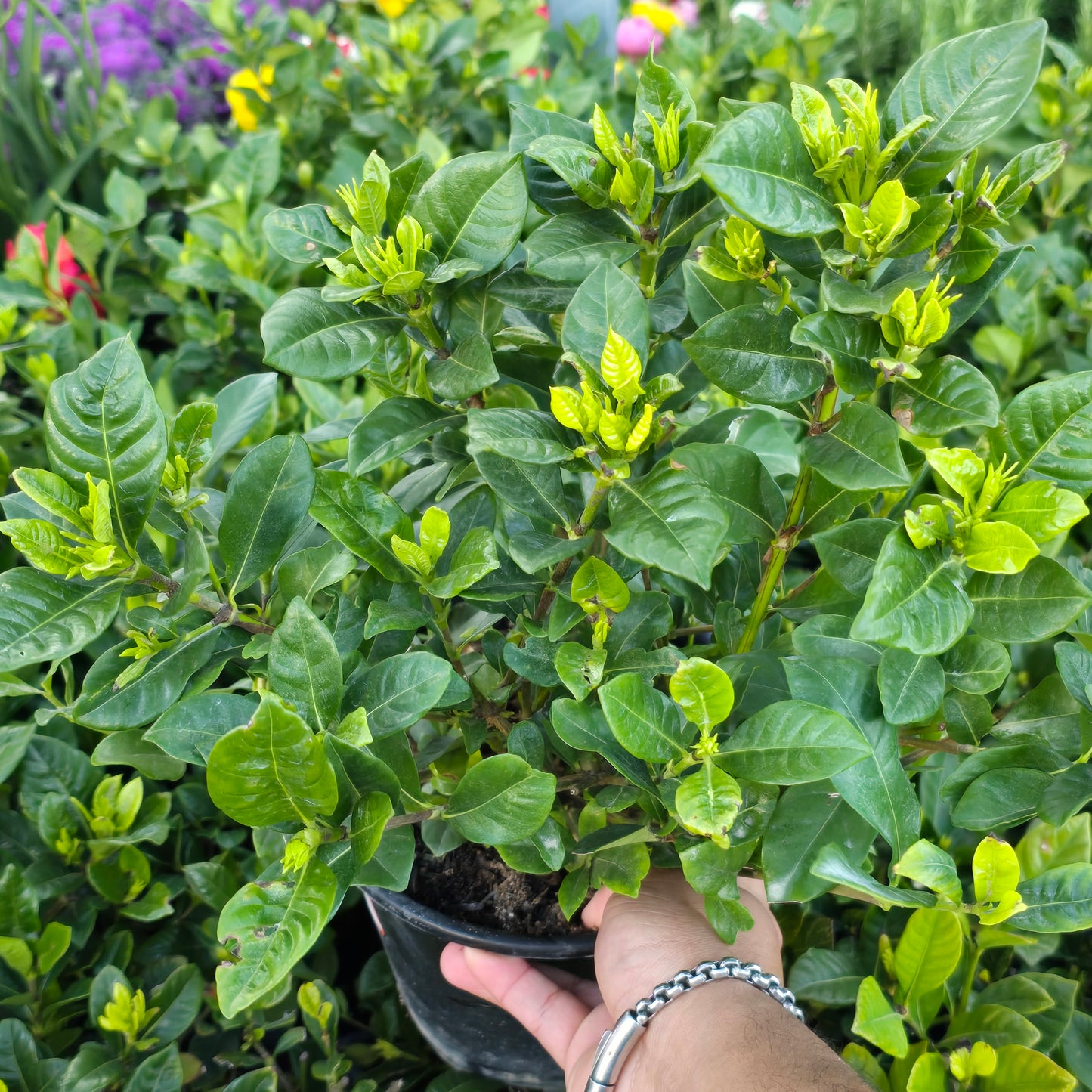 Gardenia with Fragant flowers 1 gallon pot - Get similar - 🪴 Voelk Art & Plants Inc 🪴