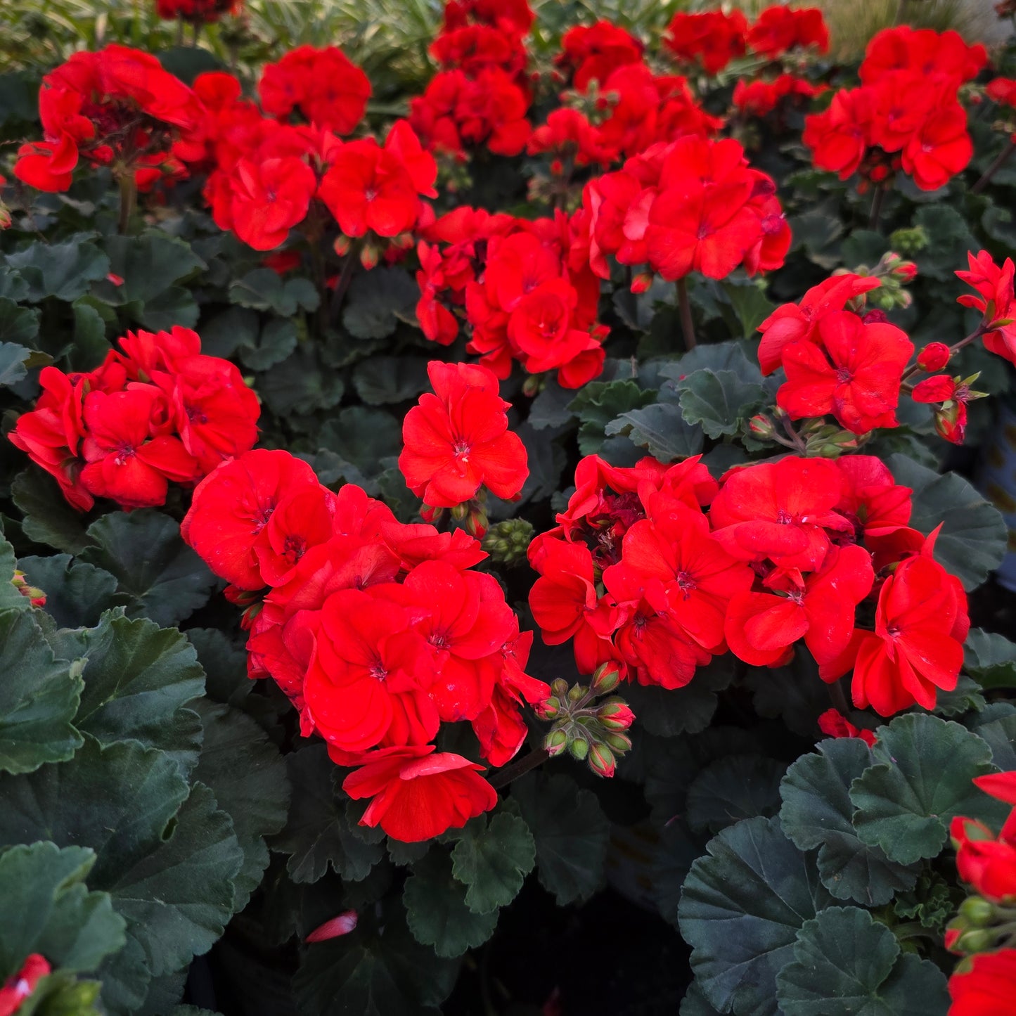 Geranium Dark Red - Crane's-bill im 1 Gallon pot- Get similar - 🪴 Voelk Art & Plants Inc 🪴