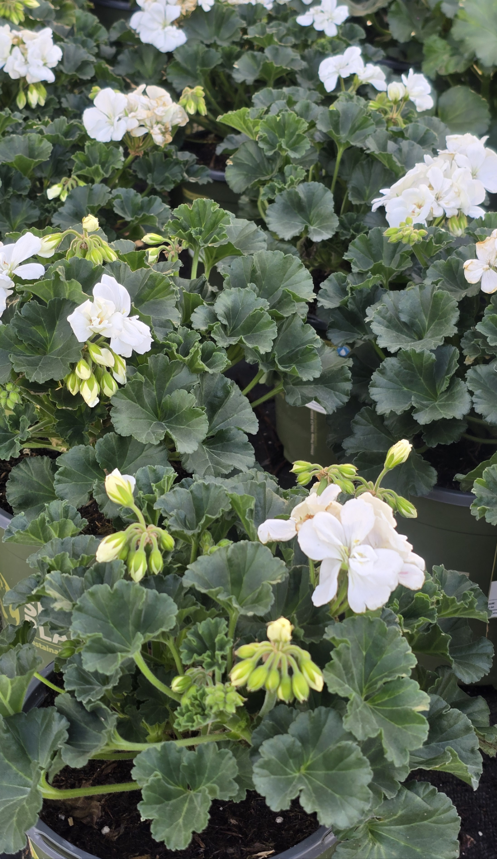 Geranium Full White - in 1 Gallon pot- Get similar - 🪴 Voelk Art & Plants Inc 🪴
