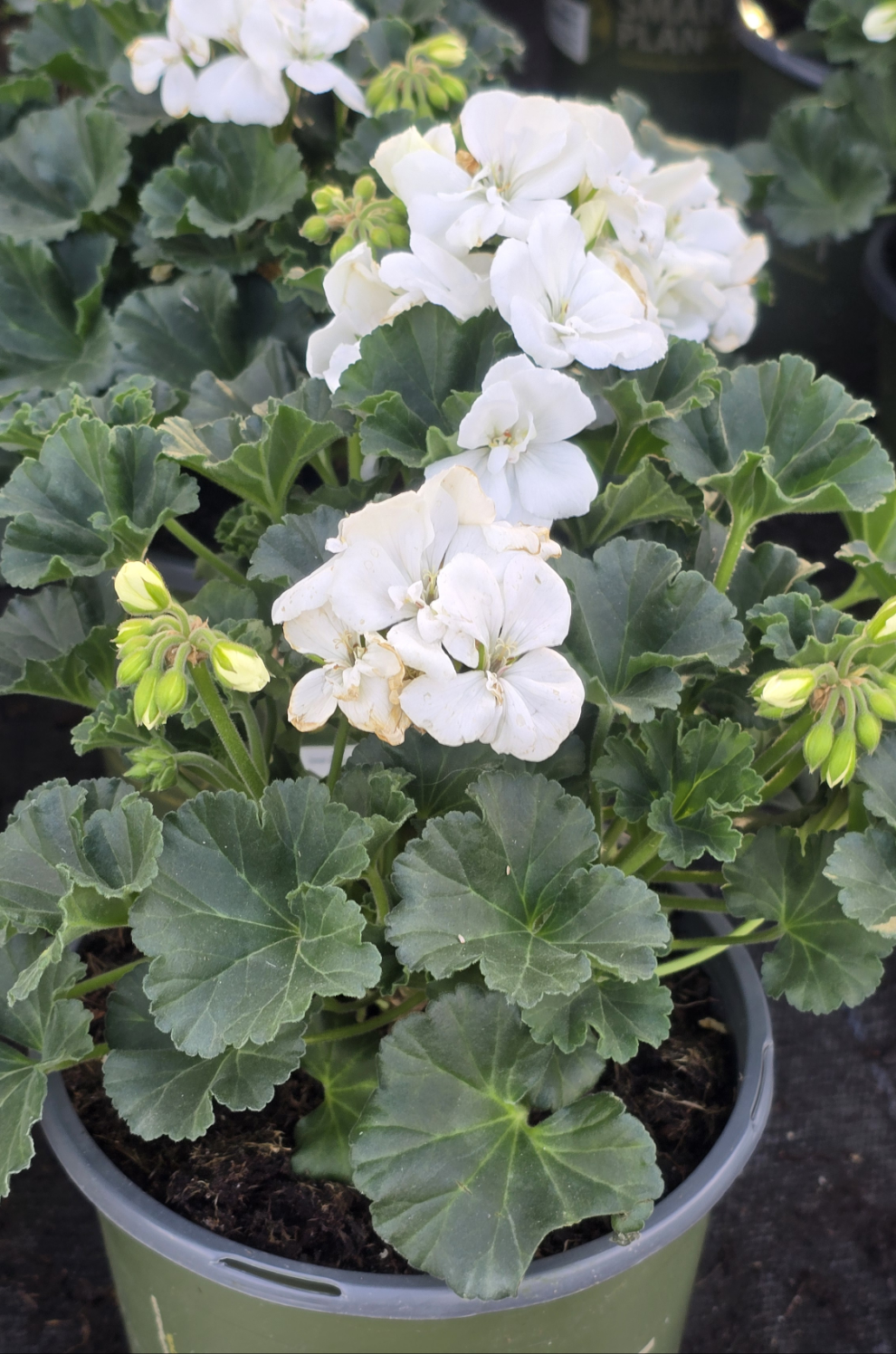 geranium house plant Geranium Full White - in 1 Gallon pot- Get similar