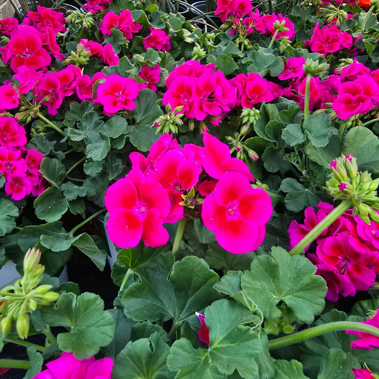 Geranium Hot Pink- Crane's-bill im 1 Gallon pot- Get similar - 🪴 Voelk Art & Plants Inc 🪴