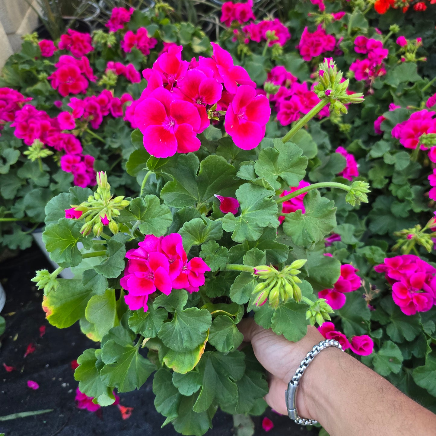 Geranium Hot Pink- Crane's-bill im 1 Gallon pot- Get similar - 🪴 Voelk Art & Plants Inc 🪴