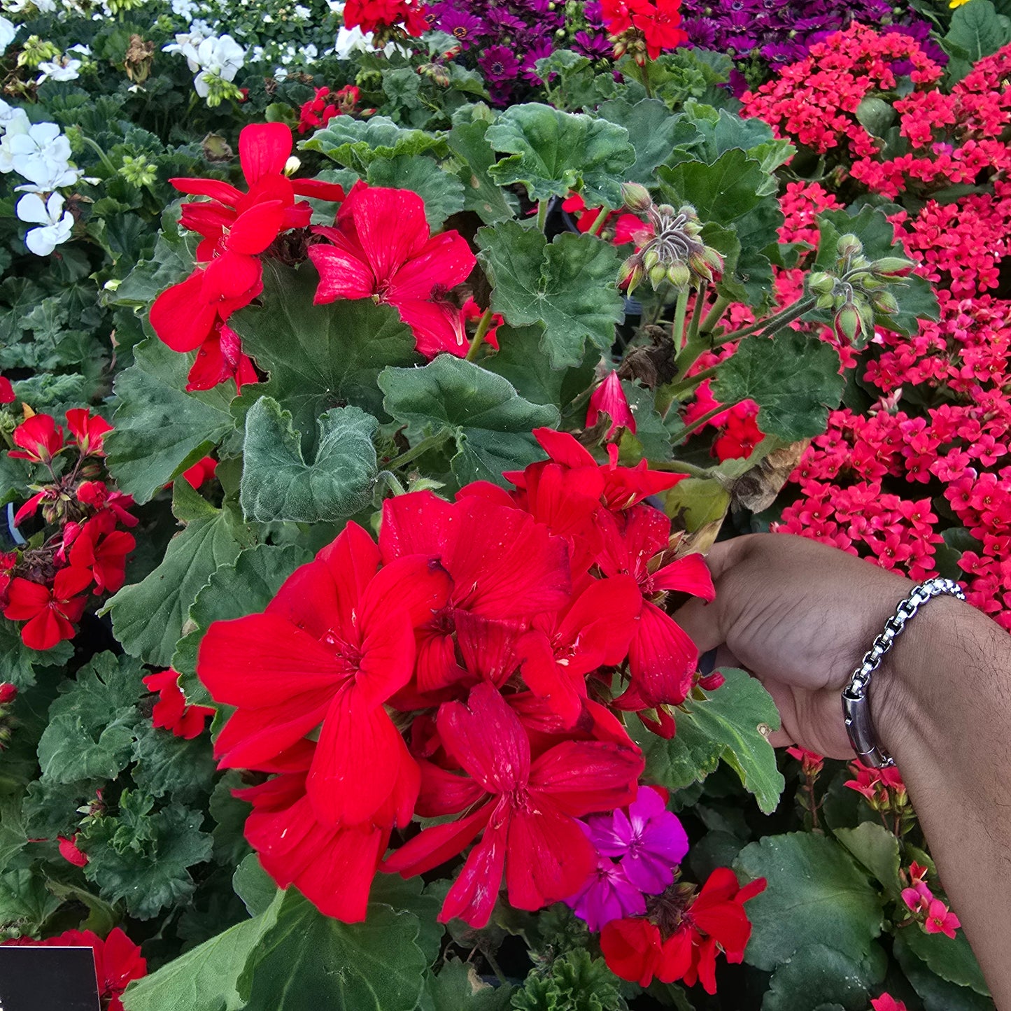 Geranium Red - Crane's-bill im 1 Gallon pot- Get similar - 🪴 Voelk Art & Plants Inc 🪴