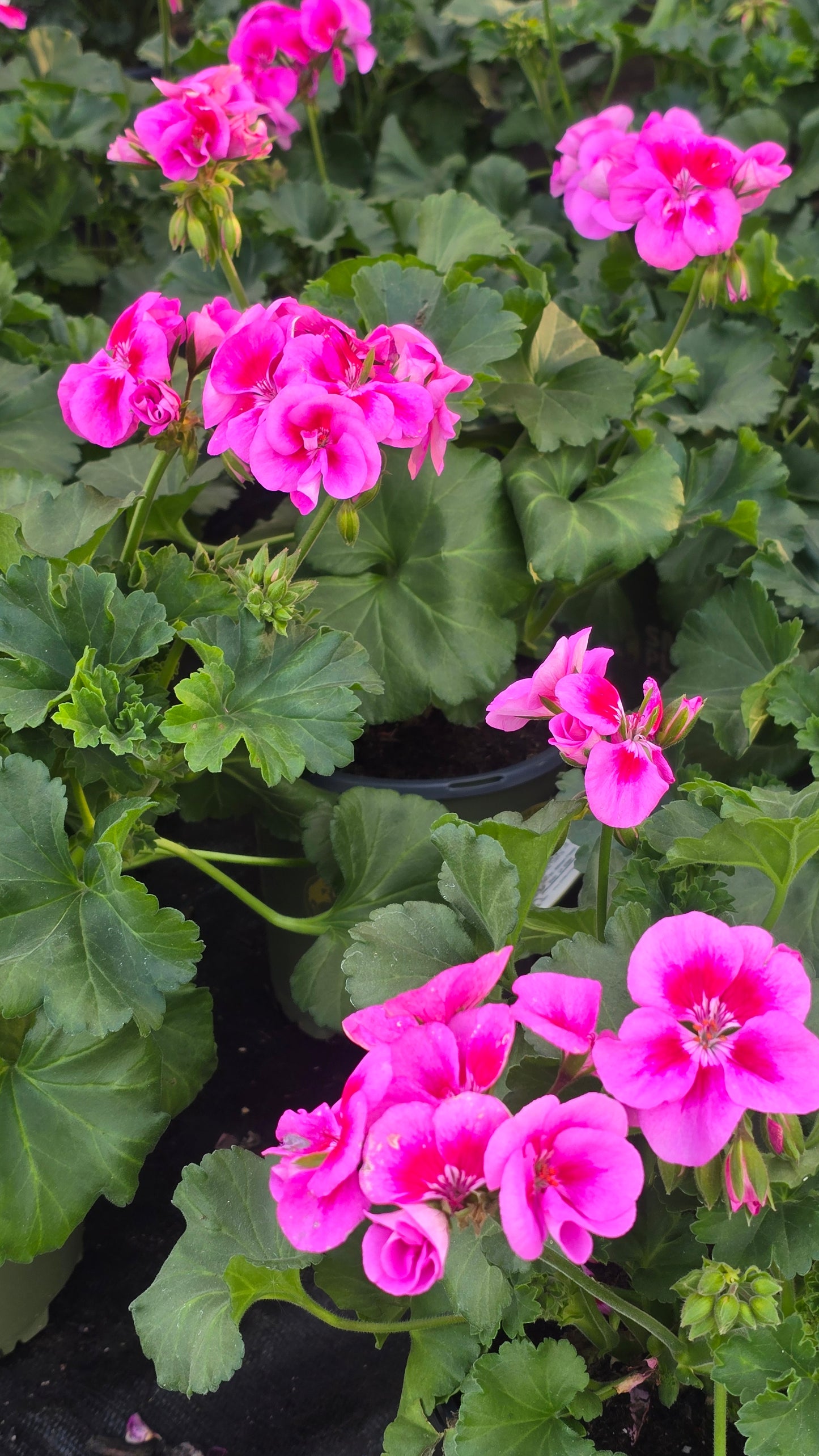 Geranium 'Survivor Hot Pink' - Crane's-bill im 1 Gallon pot- Get similar - 🪴 Voelk Art & Plants Inc 🪴