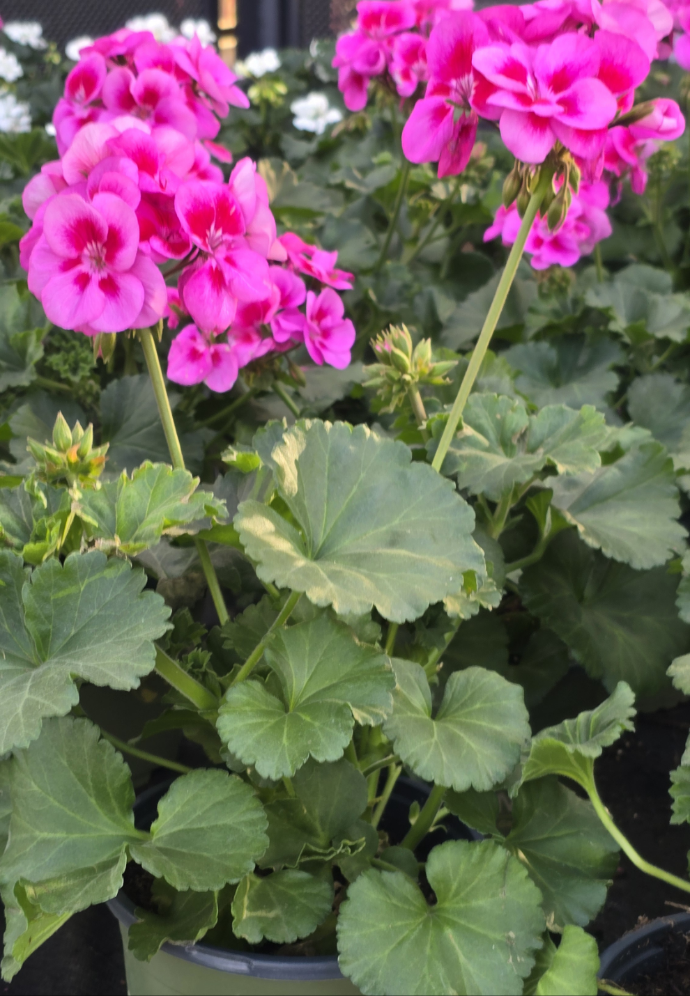 geranium house plants Geranium 'Survivor Hot Pink' - Crane's-bill im 1 Gallon pot- Get similar