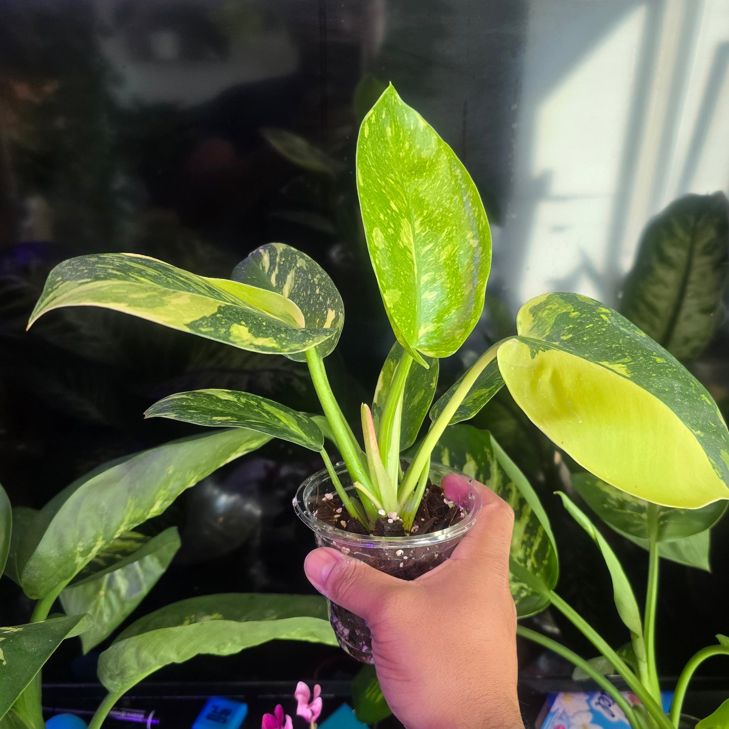 Green Congo Marble Variegated Hybrid, Root in moss, get similar - 🪴 Voelk Art & Plants Inc 🪴
