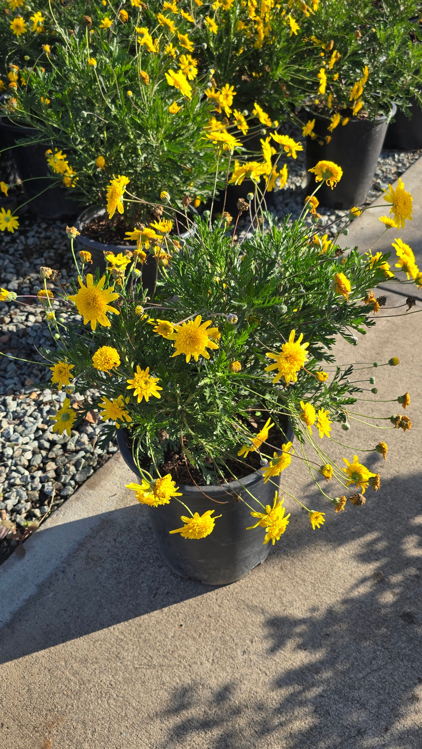 Haplopappus glutinosus on 5 gallon pot - Get similar - 🪴 Voelk Art & Plants Inc 🪴