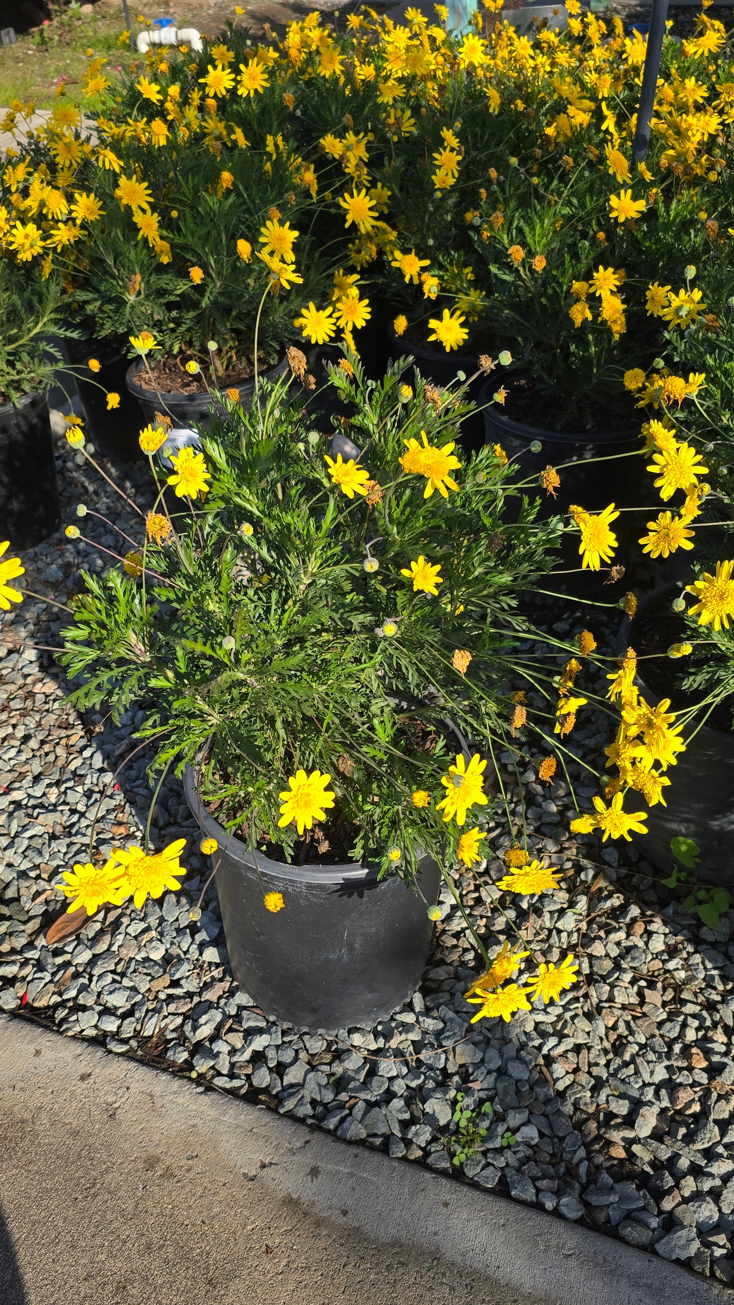 Haplopappus glutinosus on 5 gallon pot - Get similar - 🪴 Voelk Art & Plants Inc 🪴