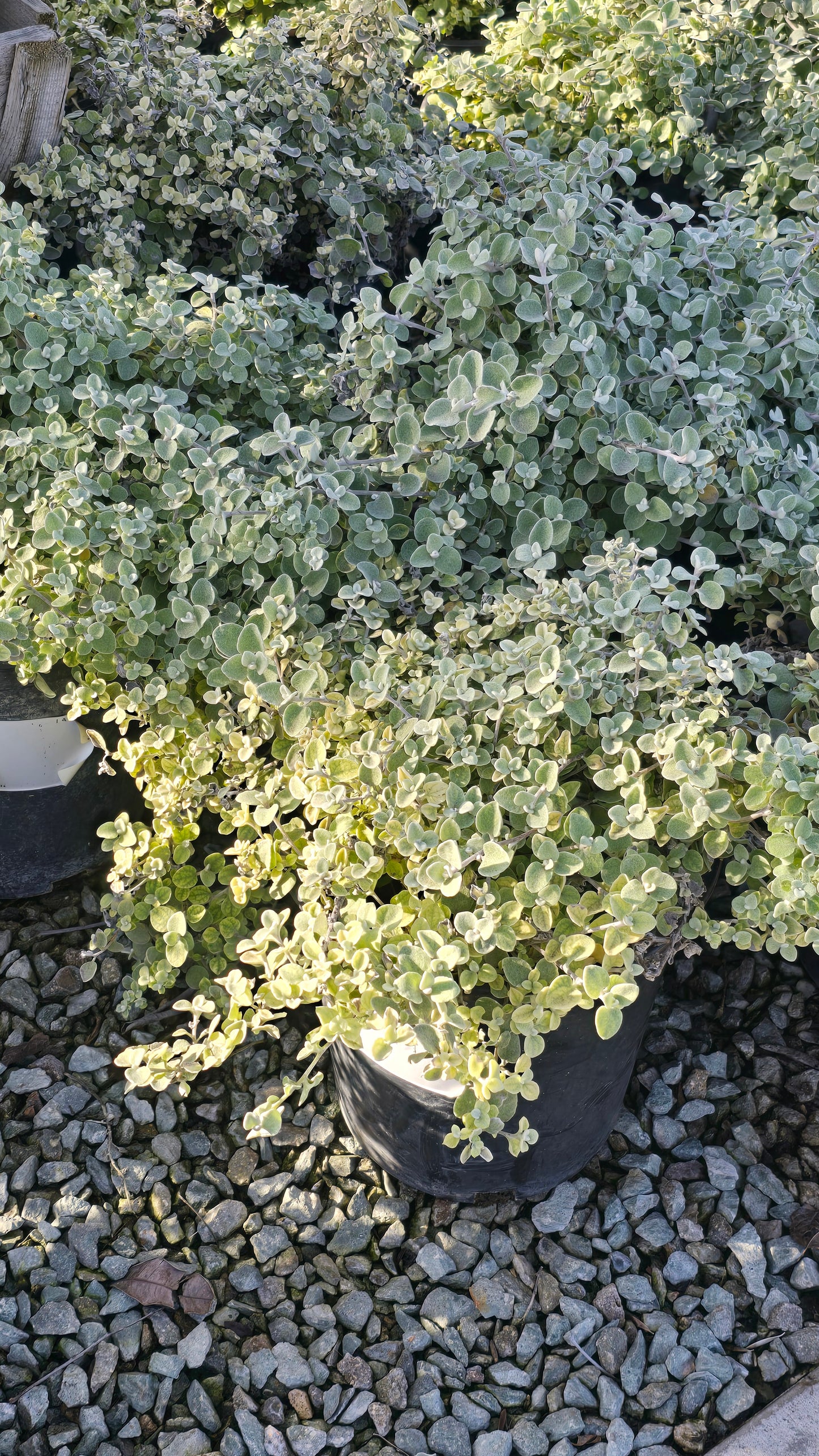 Helichrysum 'White Licorice' 5 gallon pot - Get similar - 🪴 Voelk Art & Plants Inc 🪴