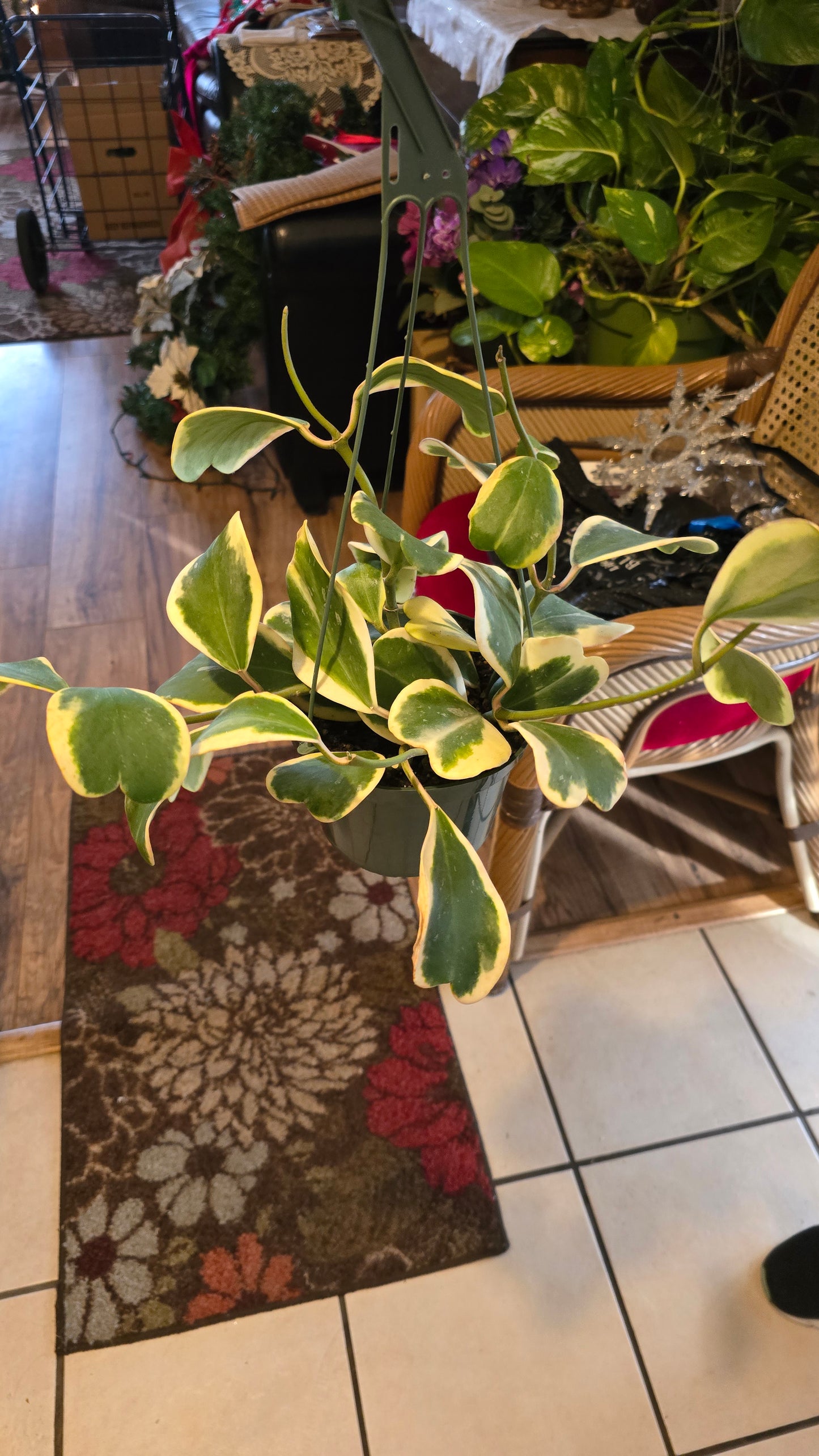 Hoya Abovada Variegated 6 inch pot Easy Care low water - Get similar - 🪴 Voelk Art & Plants Inc 🪴
