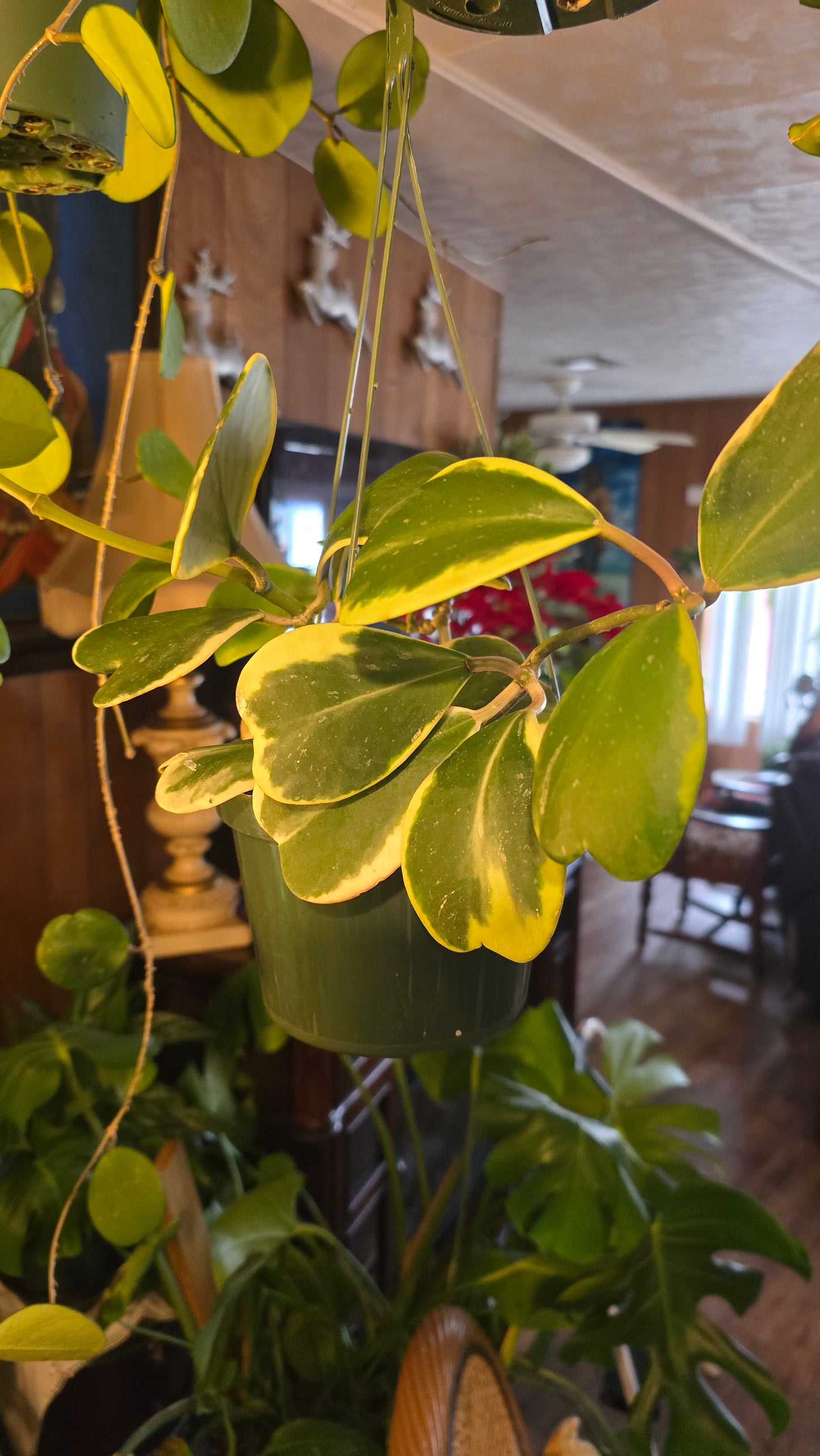 Hoya Abovada Variegated 6 inch pot Easy Care low water - Get similar - 🪴 Voelk Art & Plants Inc 🪴