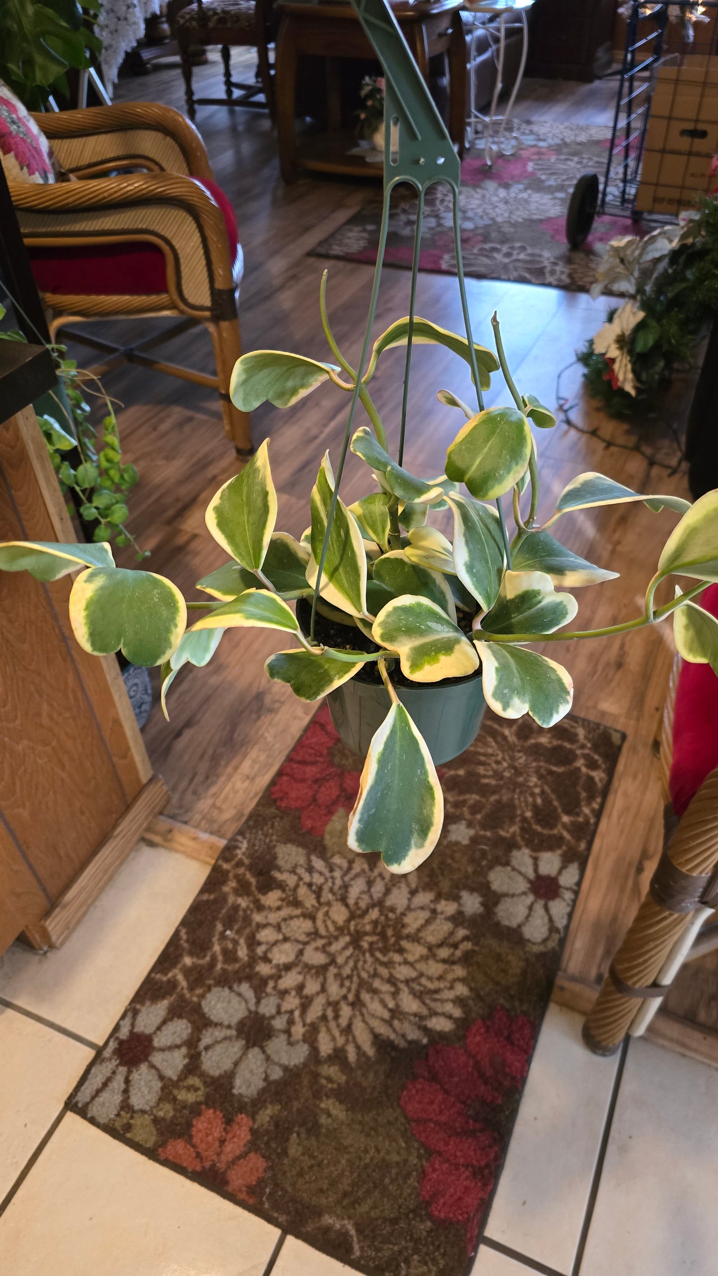 Hoya Abovada Variegated 6 inch pot Easy Care low water - Get similar - 🪴 Voelk Art & Plants Inc 🪴