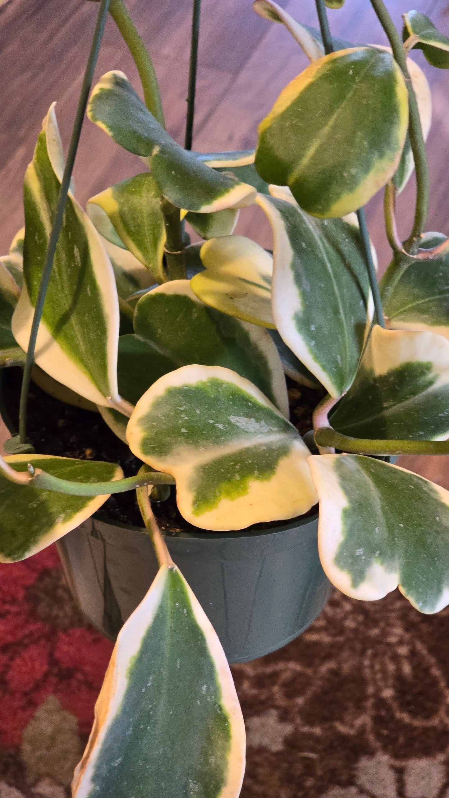 Hoya Abovada Variegated 6 inch pot Easy Care low water - Get similar - 🪴 Voelk Art & Plants Inc 🪴