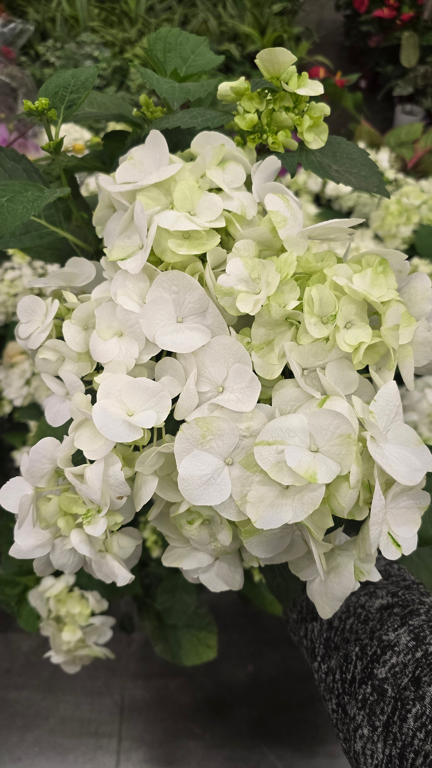 Hydrangea White, Christmas gifts in 6 inch pot- Get Similar - 🪴 Voelk Art & Plants Inc 🪴