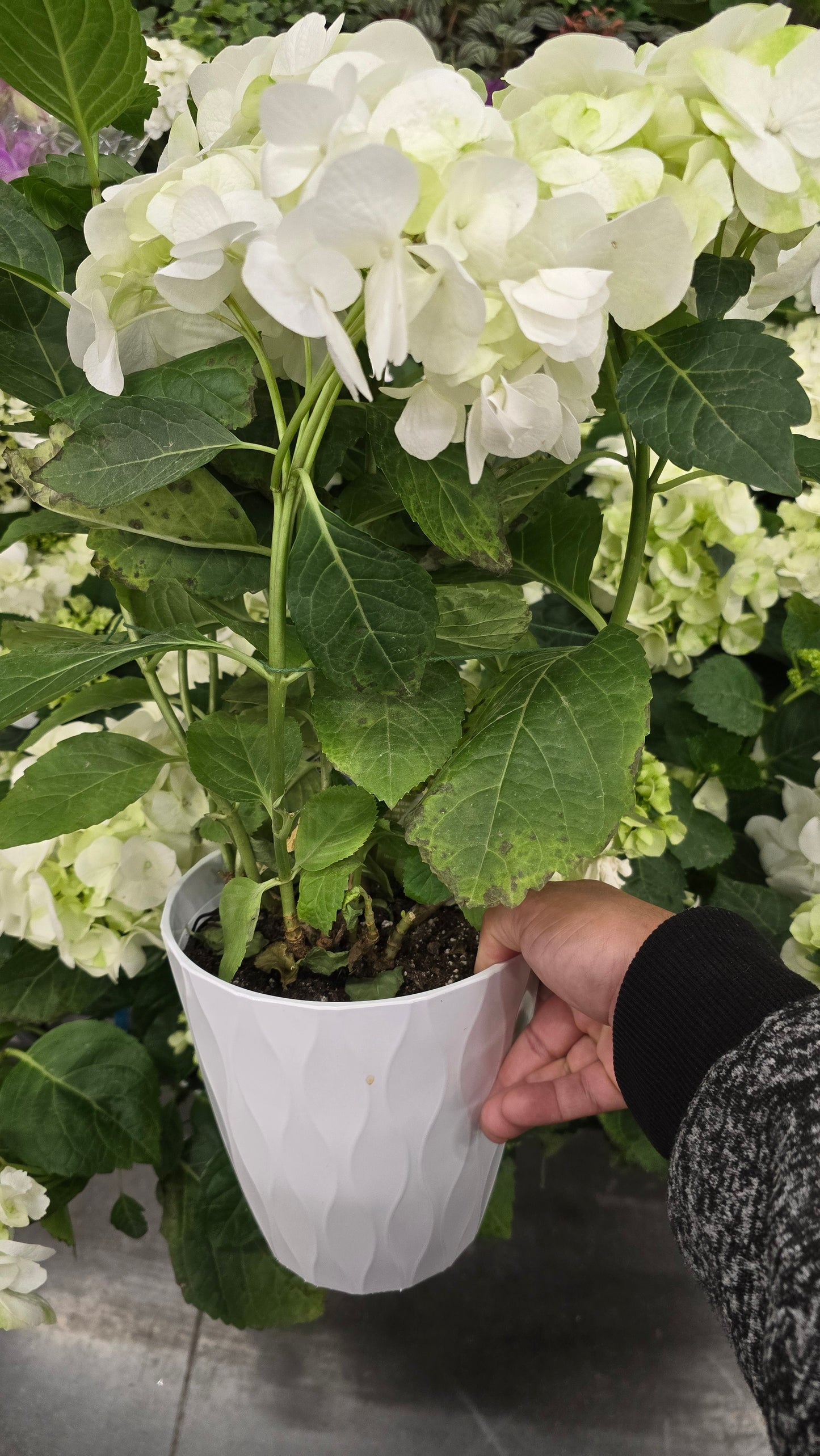 Hydrangea White, Christmas gifts in 6 inch pot- Get Similar - 🪴 Voelk Art & Plants Inc 🪴