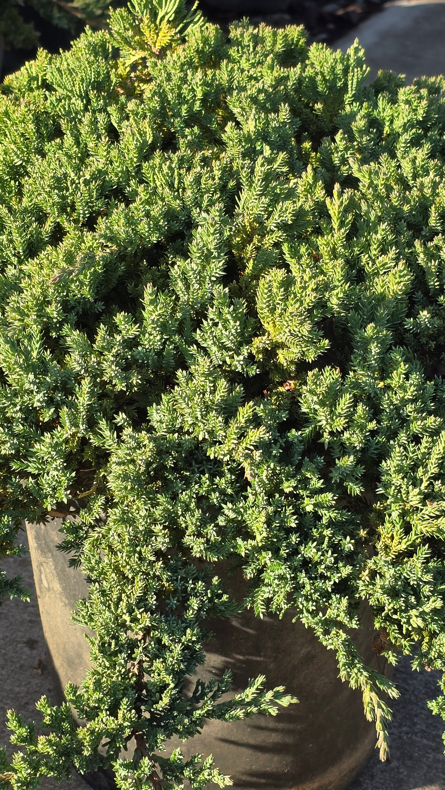Juniperus Procumbens 'Nana 5 gallon pot - Get similar - 🪴 Voelk Art & Plants Inc 🪴