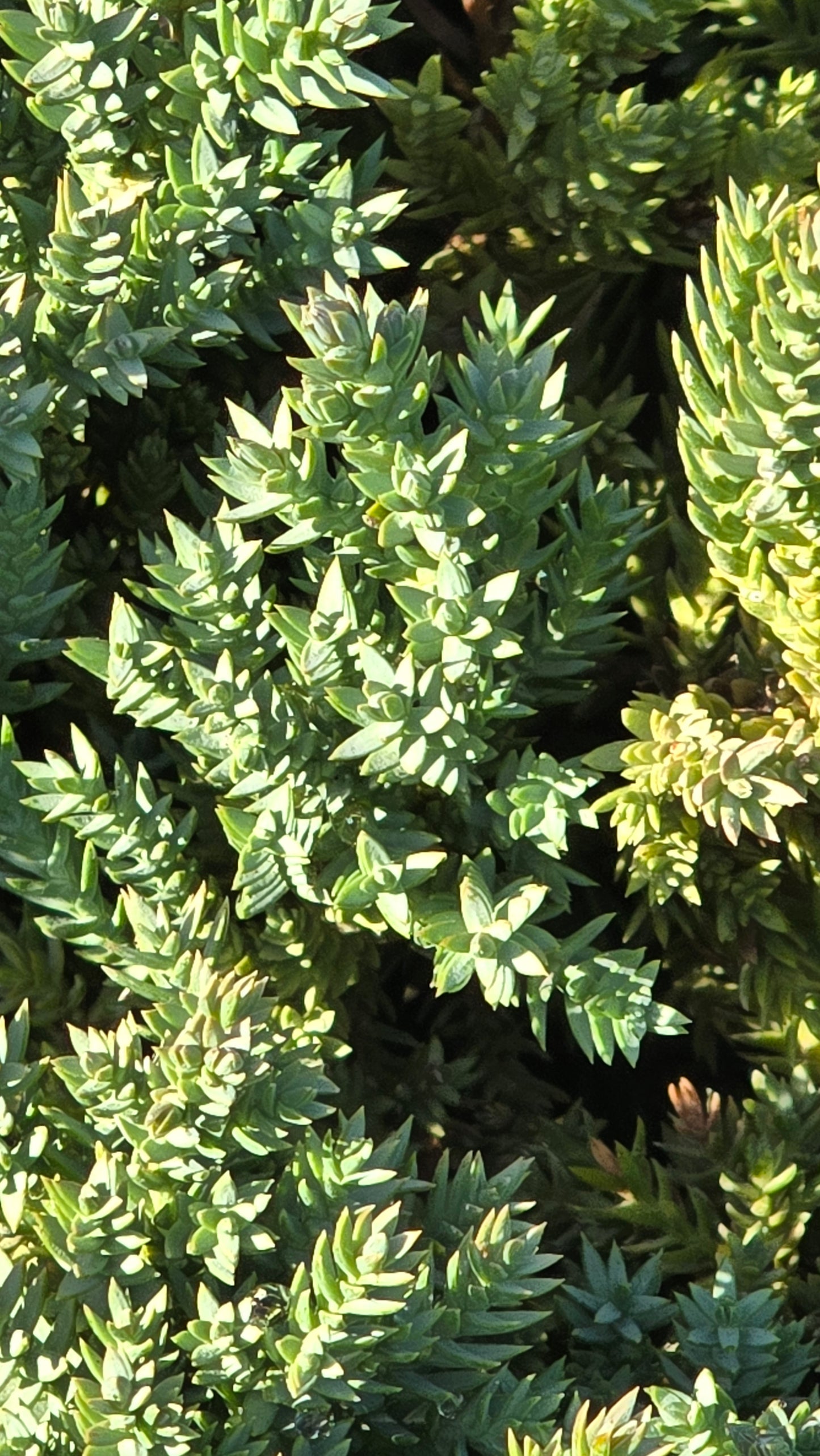 Juniperus Procumbens 'Nana 5 gallon pot - Get similar - 🪴 Voelk Art & Plants Inc 🪴