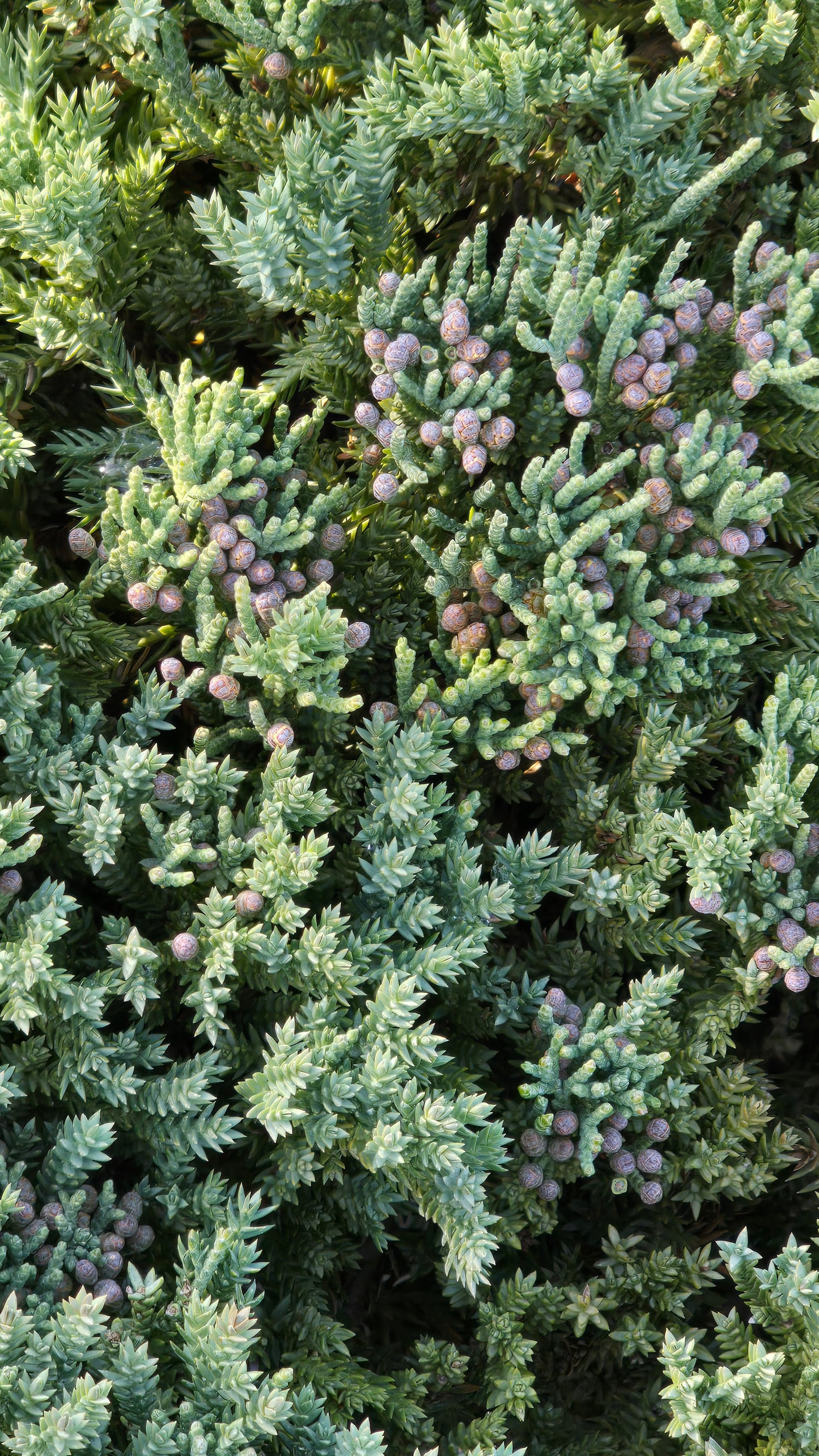 Juniperus Procumbens 'Nana 5 gallon pot - Get similar - 🪴 Voelk Art & Plants Inc 🪴