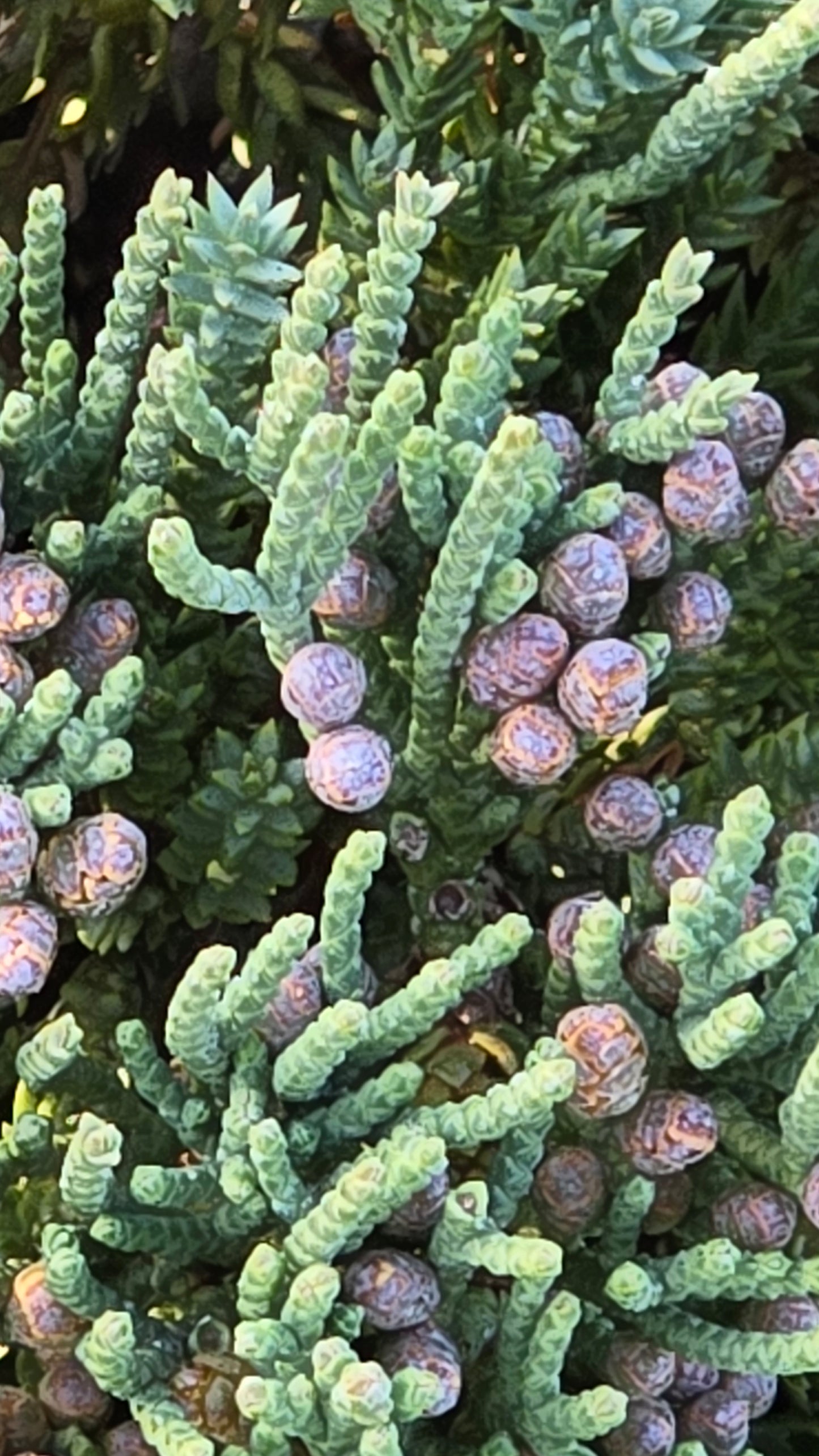 Juniperus Procumbens 'Nana 5 gallon pot - Get similar - 🪴 Voelk Art & Plants Inc 🪴