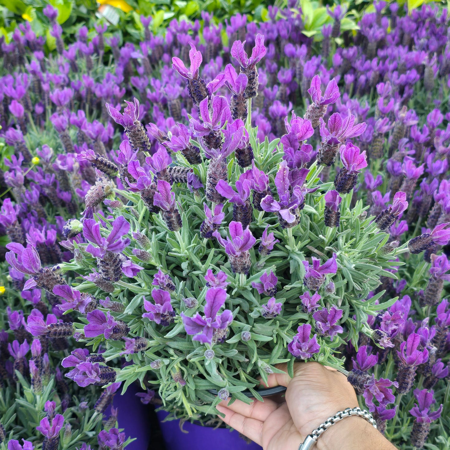 Lavandula Dentata Lavander fully flowered 2 gallon pot - Get similar - 🪴 Voelk Art & Plants Inc 🪴