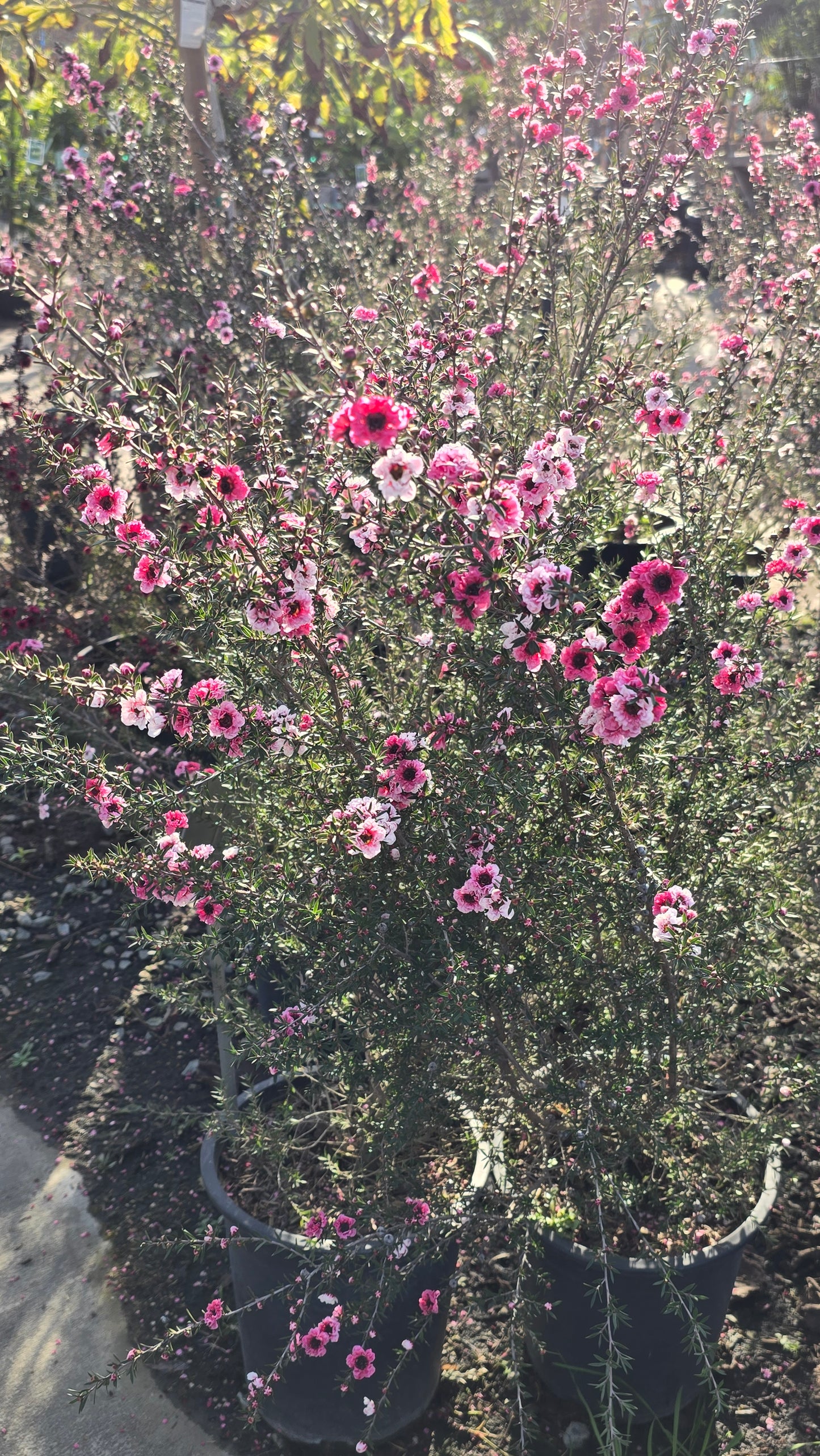 Leptospermum scoparium 'Pink Cascade' 5 gallon pot 5tf tall - Get similar - 🪴 Voelk Art & Plants Inc 🪴