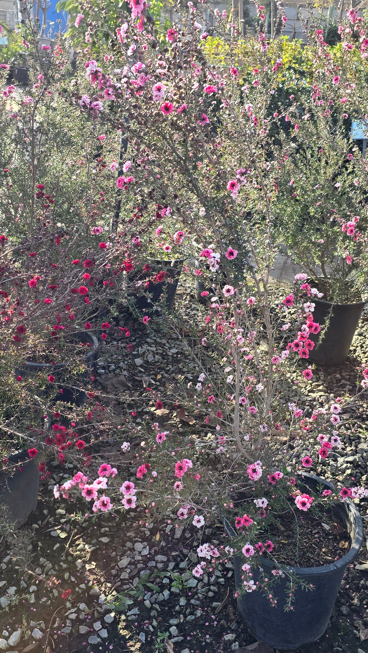 Leptospermum scoparium 'Pink Cascade' 5 gallon pot 5tf tall - Get similar - 🪴 Voelk Art & Plants Inc 🪴