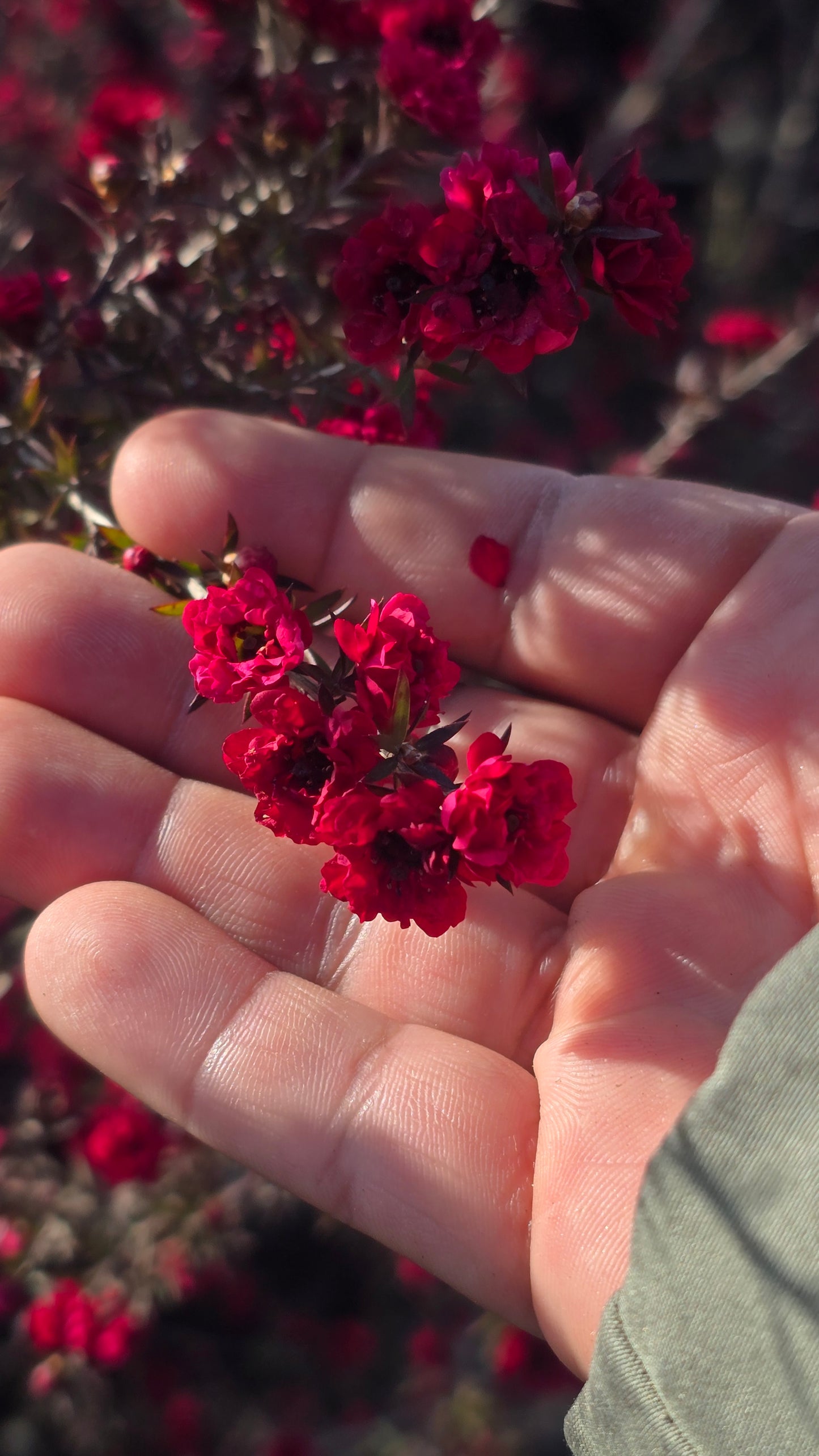 Leptospermum scoparium 'Ruby Glow 5 gallon pot 5tf tall - Get similar - 🪴 Voelk Art & Plants Inc 🪴