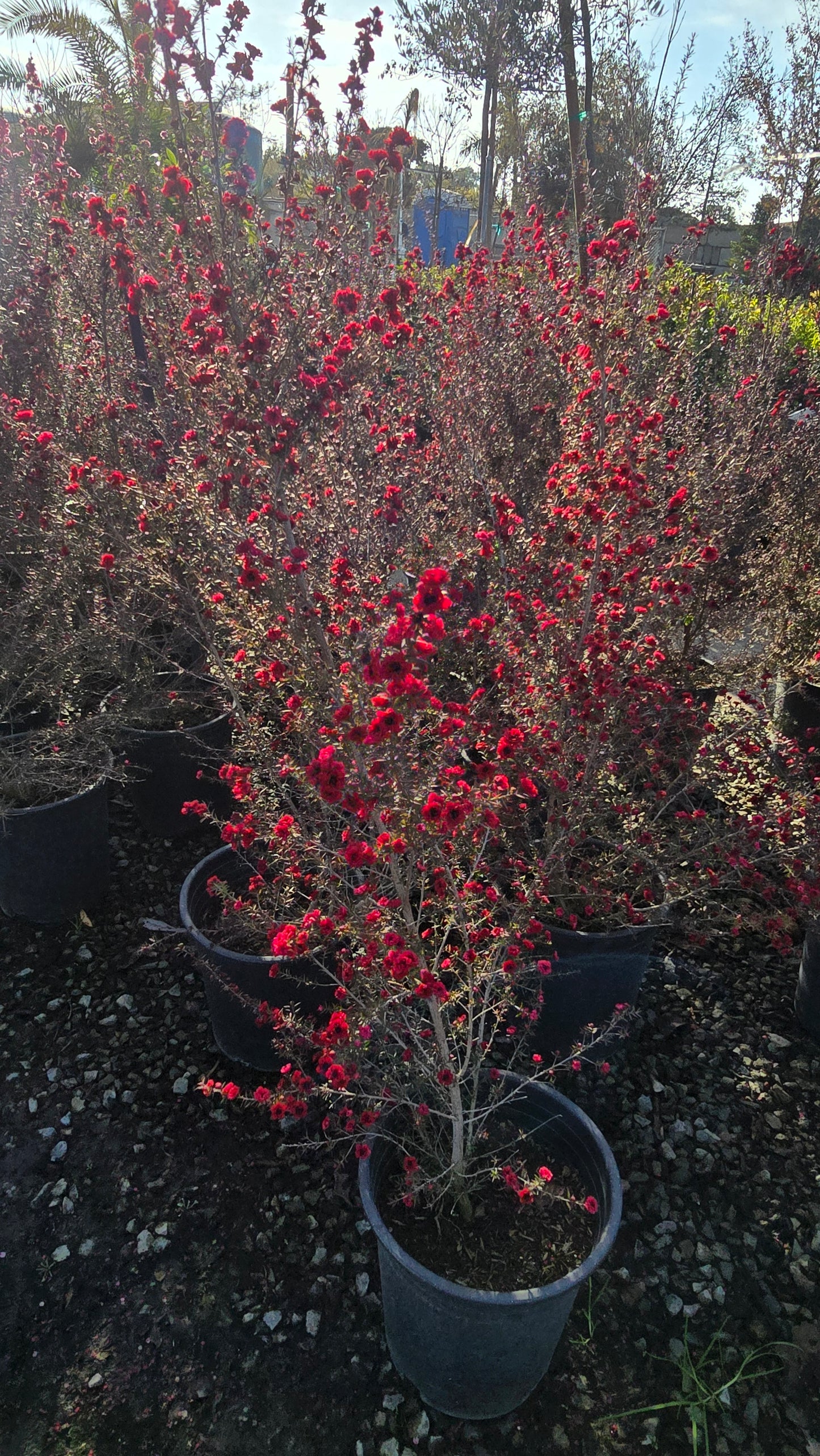 Leptospermum scoparium 'Ruby Glow 5 gallon pot 5tf tall - Get similar - 🪴 Voelk Art & Plants Inc 🪴
