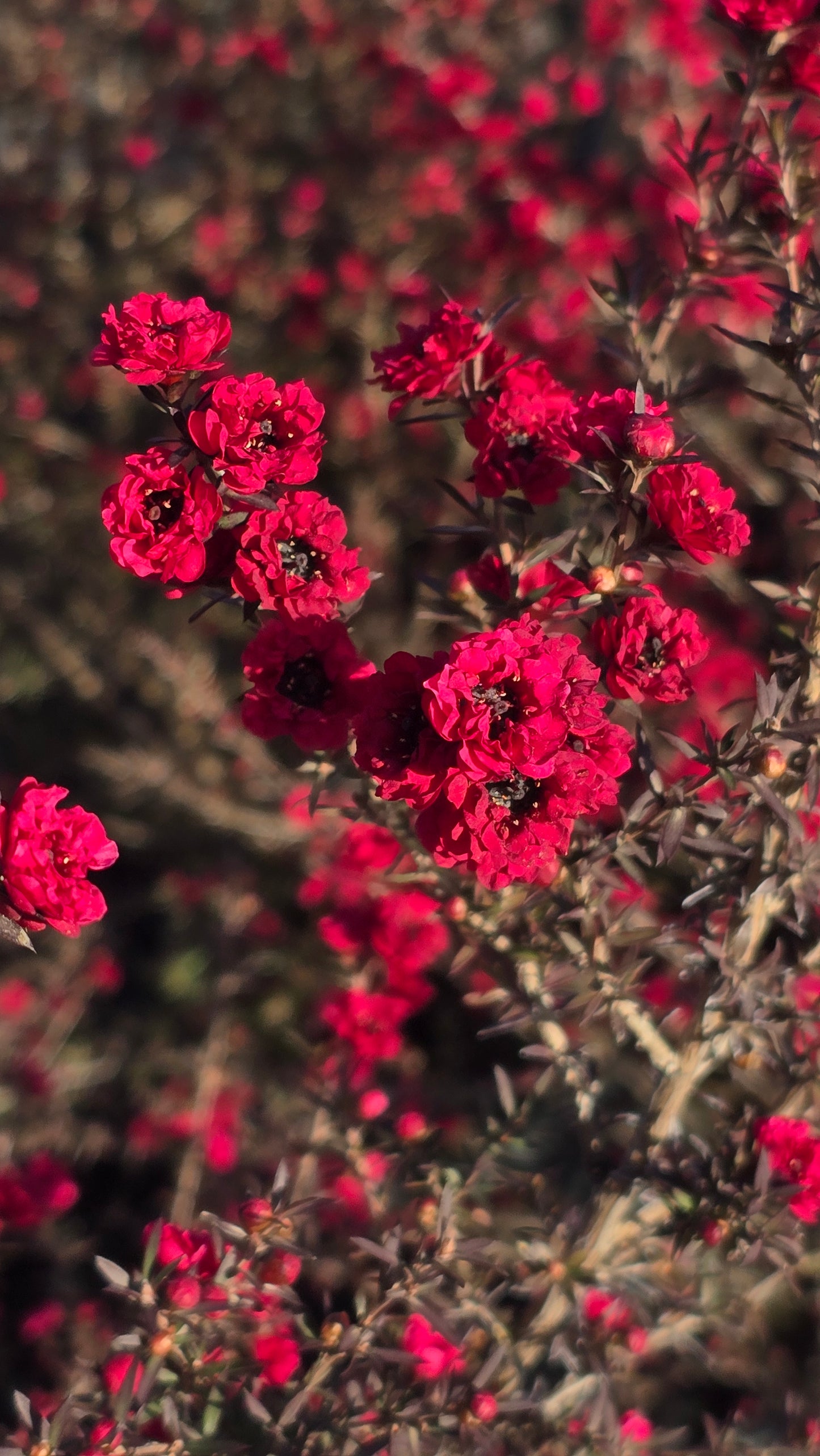 Leptospermum scoparium 'Ruby Glow 5 gallon pot 5tf tall - Get similar - 🪴 Voelk Art & Plants Inc 🪴