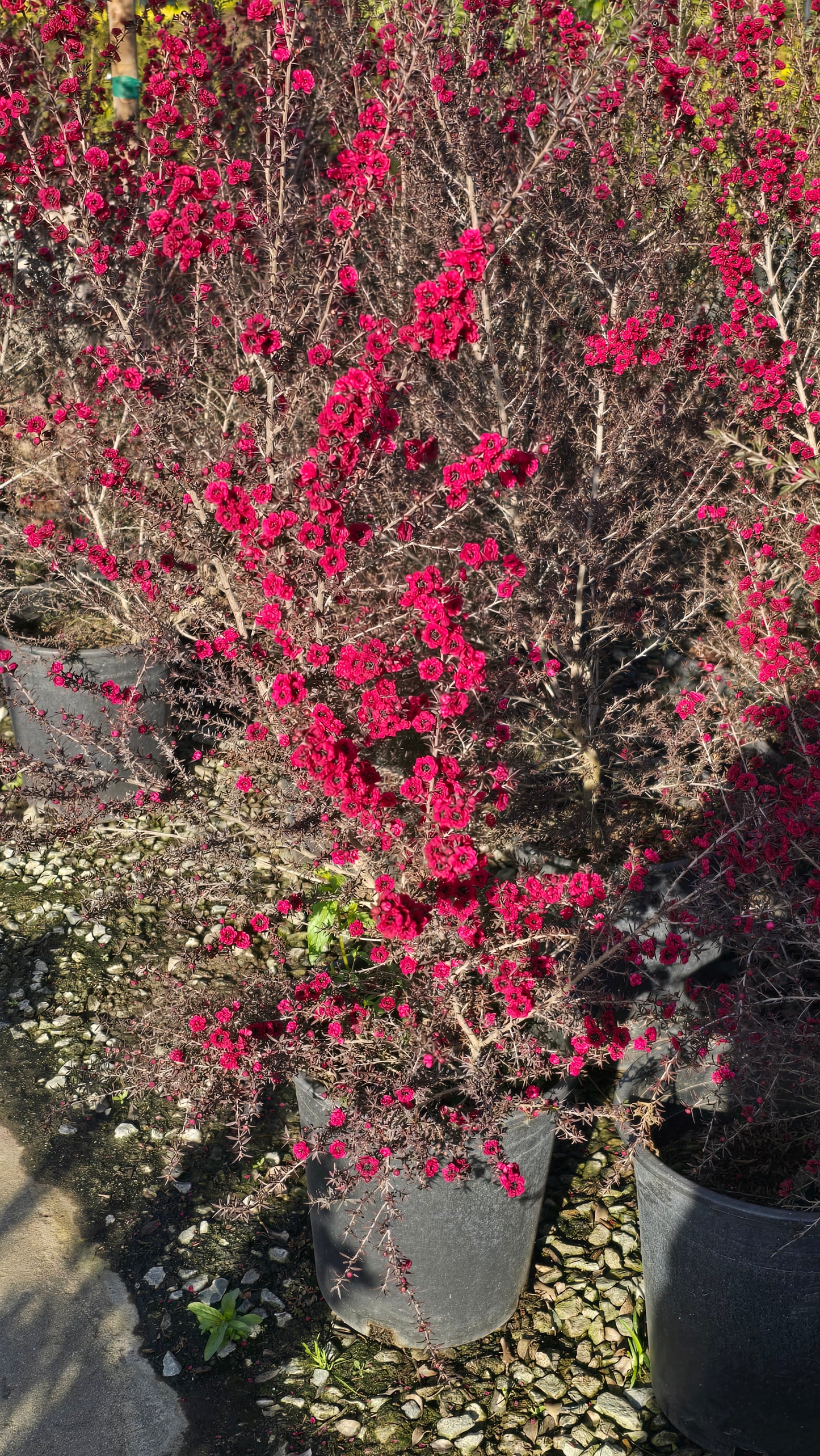 Leptospermum scoparium 'Ruby Glow 5 gallon pot 5tf tall - Get similar - 🪴 Voelk Art & Plants Inc 🪴