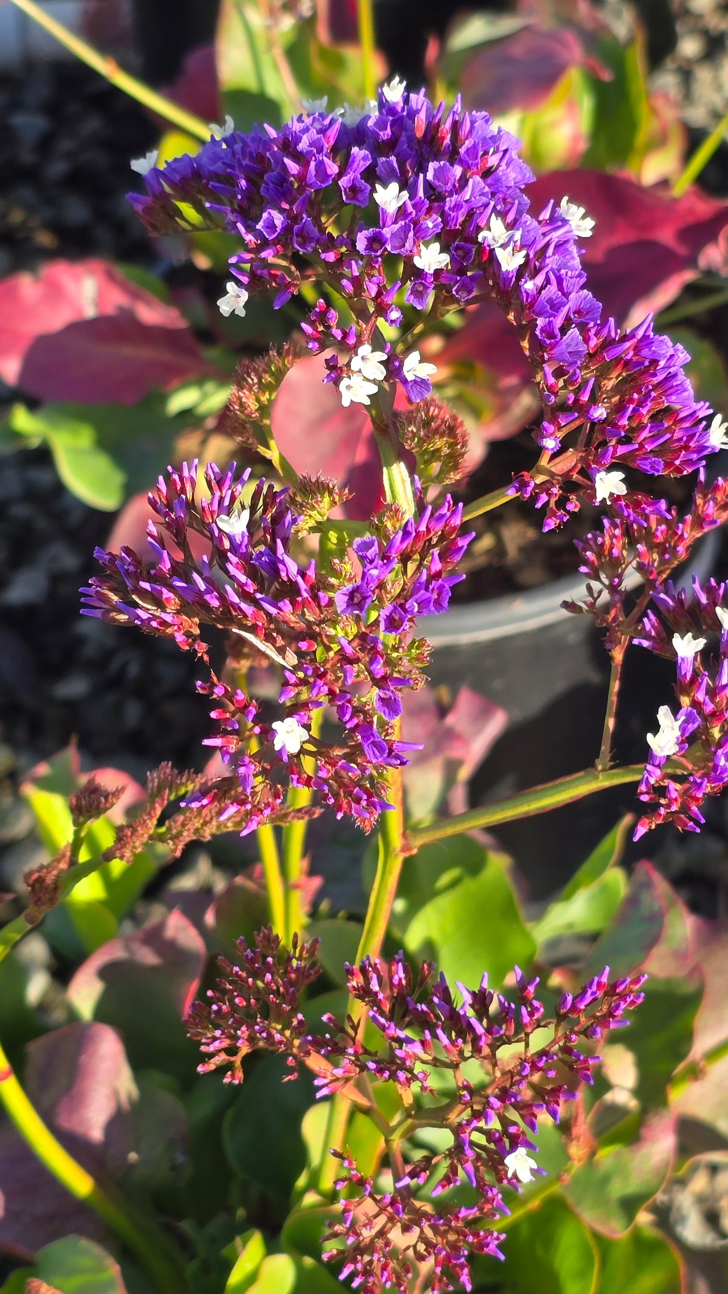 Limonium perezii Purple Flower on 5 gallon pot - Get similar - 🪴 Voelk Art & Plants Inc 🪴