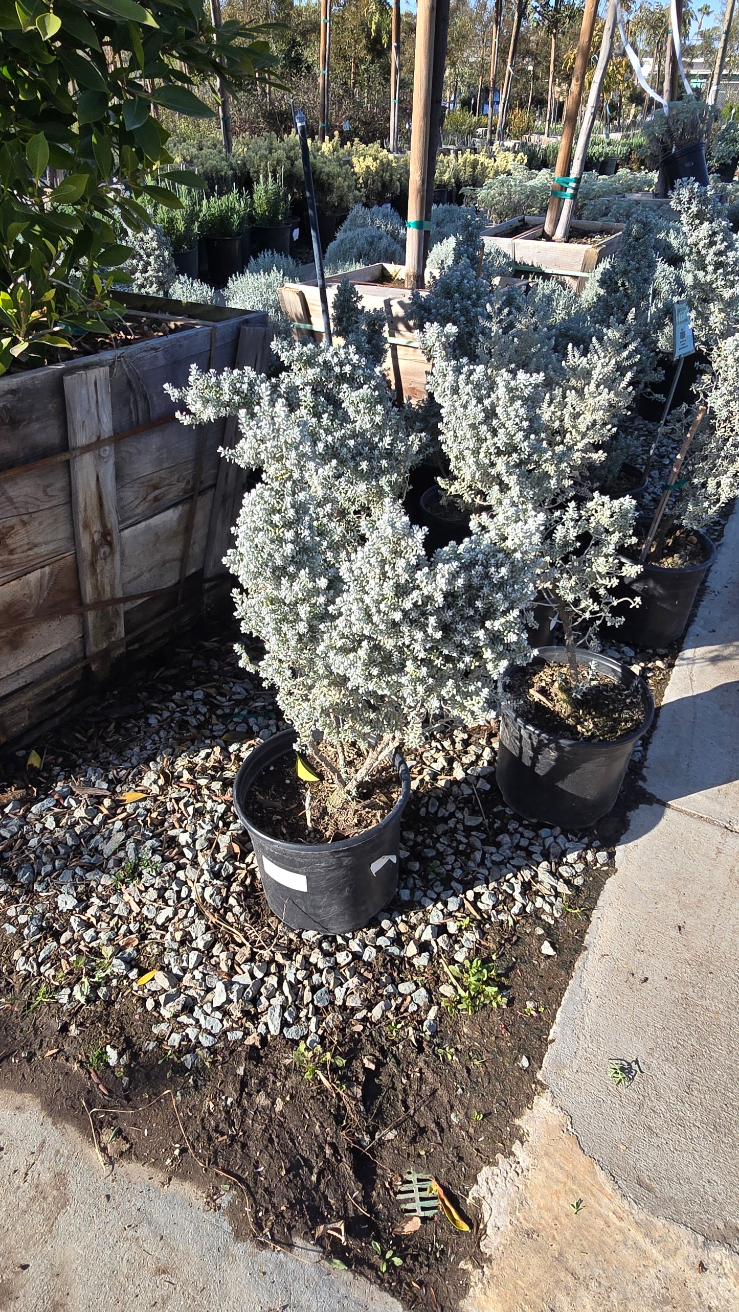 Maireana sedifolia 5 gallon pot - Get similar - 🪴 Voelk Art & Plants Inc 🪴