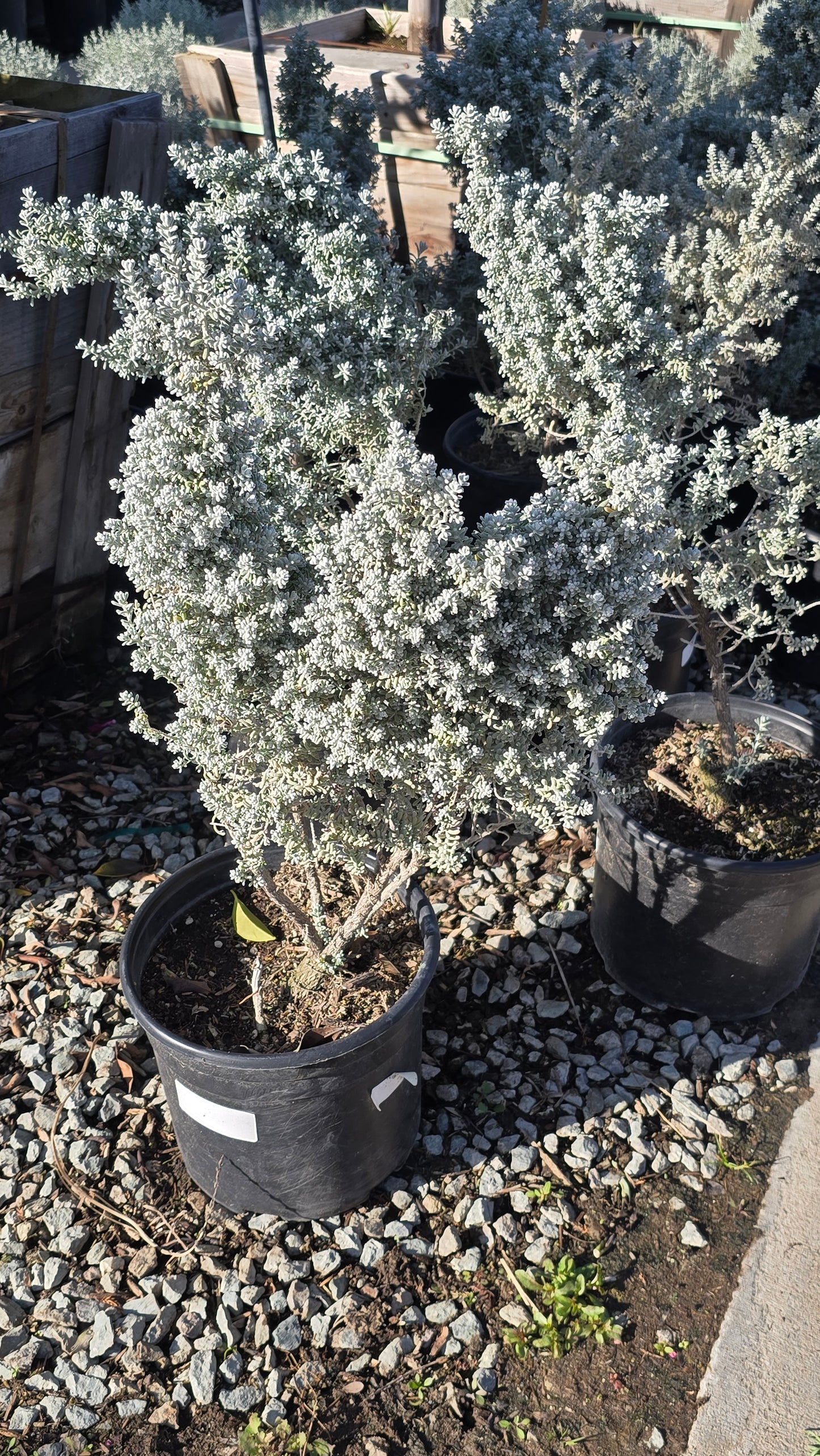 Maireana sedifolia 5 gallon pot - Get similar - 🪴 Voelk Art & Plants Inc 🪴