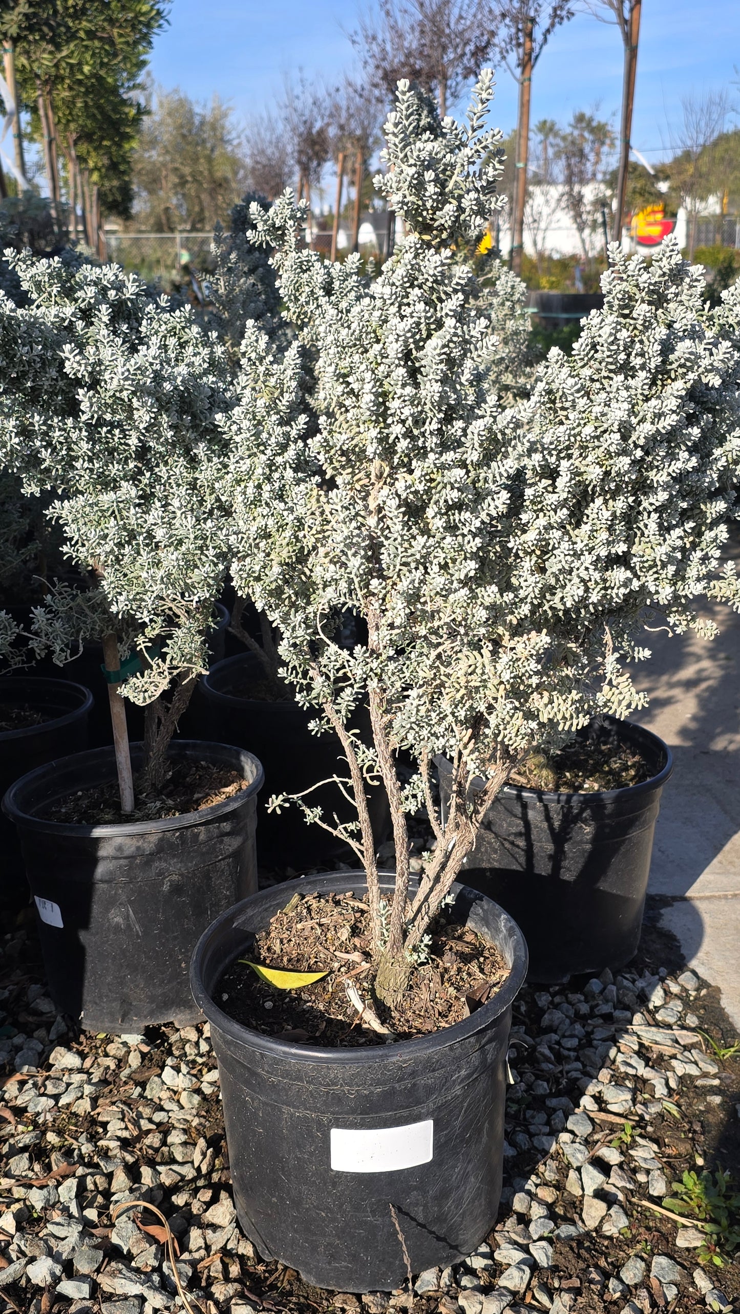 Maireana sedifolia 5 gallon pot - Get similar - 🪴 Voelk Art & Plants Inc 🪴
