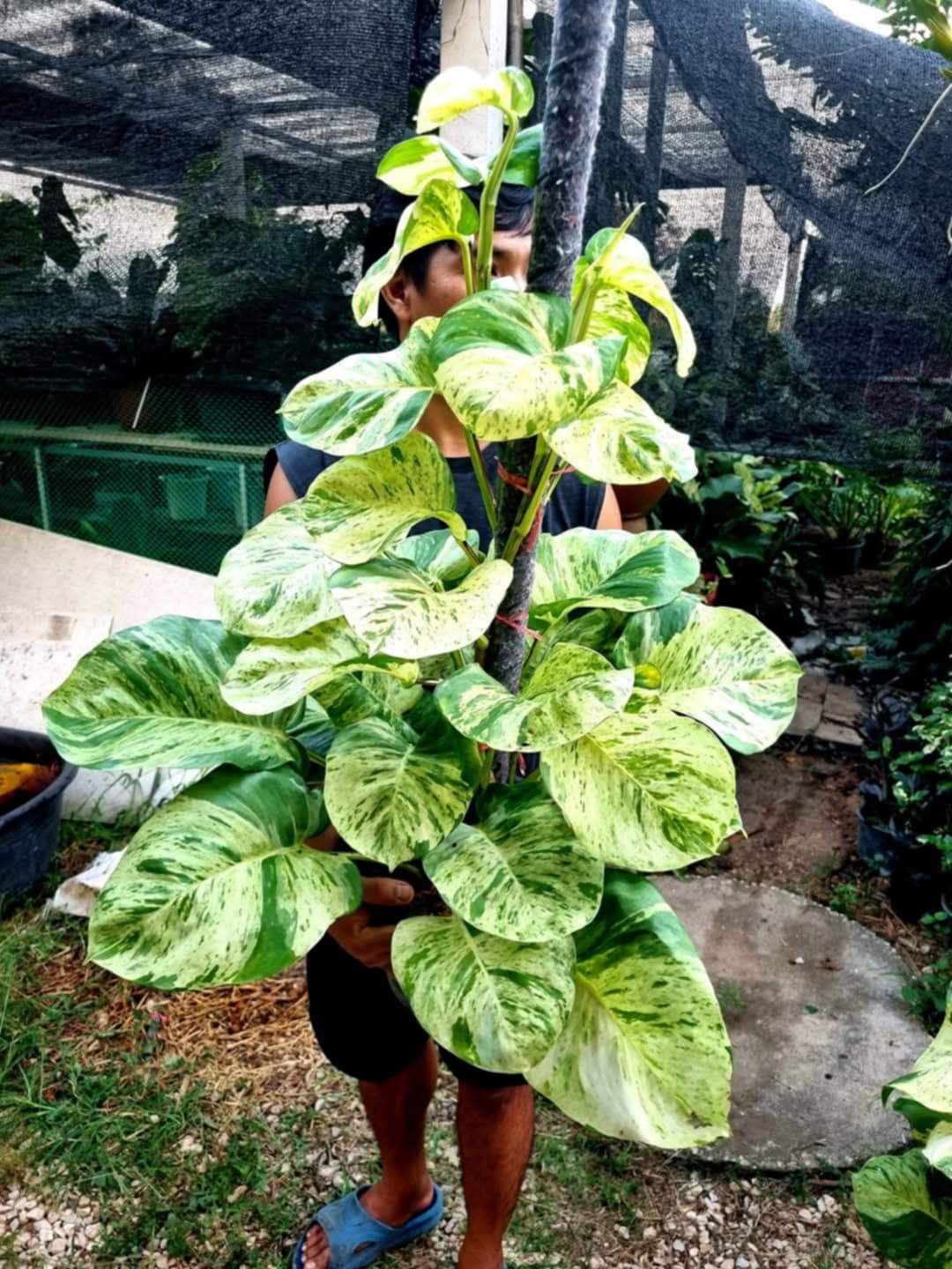 Marble Queen XL 3-3.5 ft, roots in moss, Get similar - 🪴 Voelk Art & Plants Inc 🪴